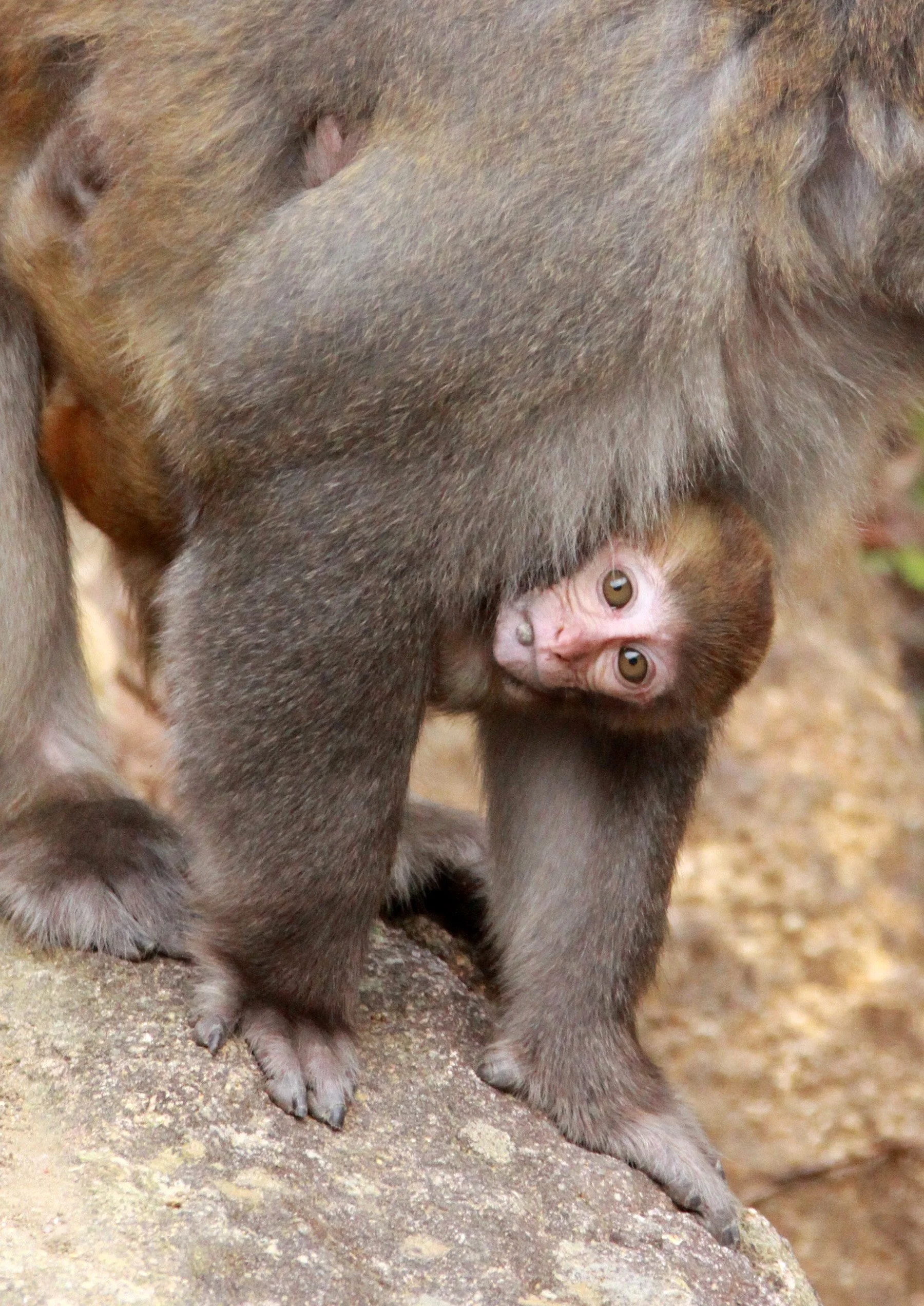 CERCOPITHECIDAE - Macaca mulatta littoralis - SOUTH CHINESE RHESUS MACAQUE - CHINESE ALLIGATOR BREEDING CENTER - XUANCHENG (47).JPG