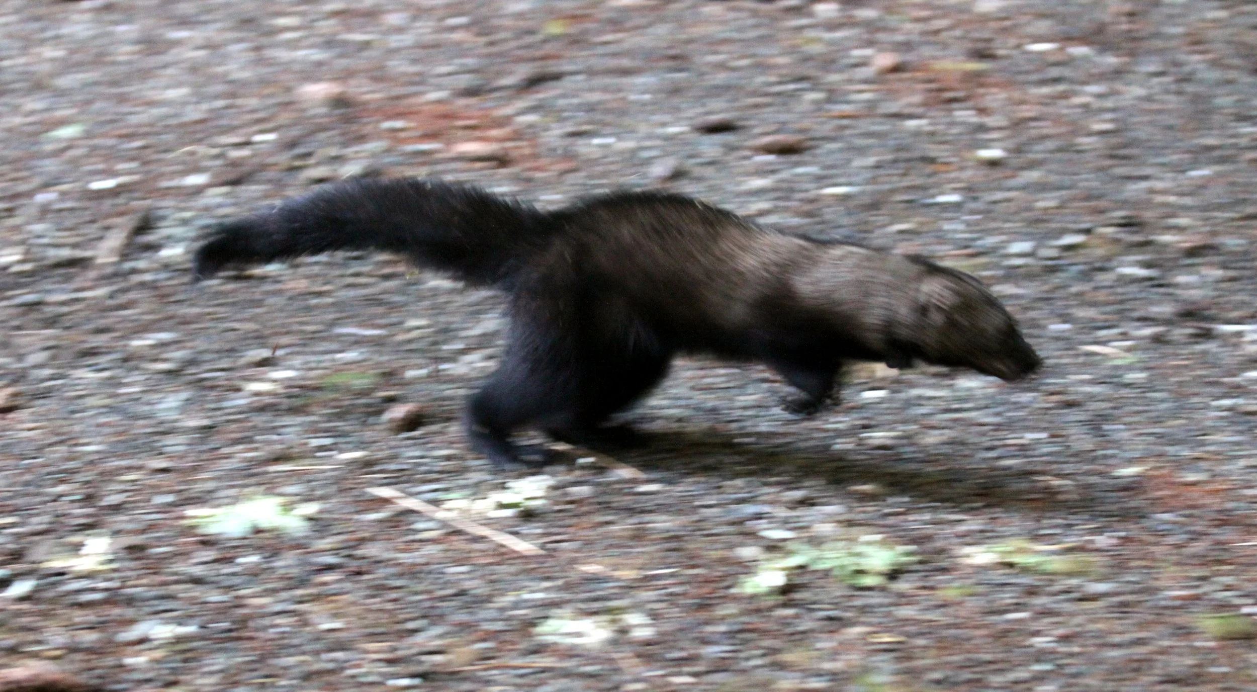 MUSTELID - FISHER - RELEASE ON 21 DECEMBER 2009 AT WISKER BEND TRAIL HEAD AND SOL DUC CAMPGROUND ONP (105).JPG