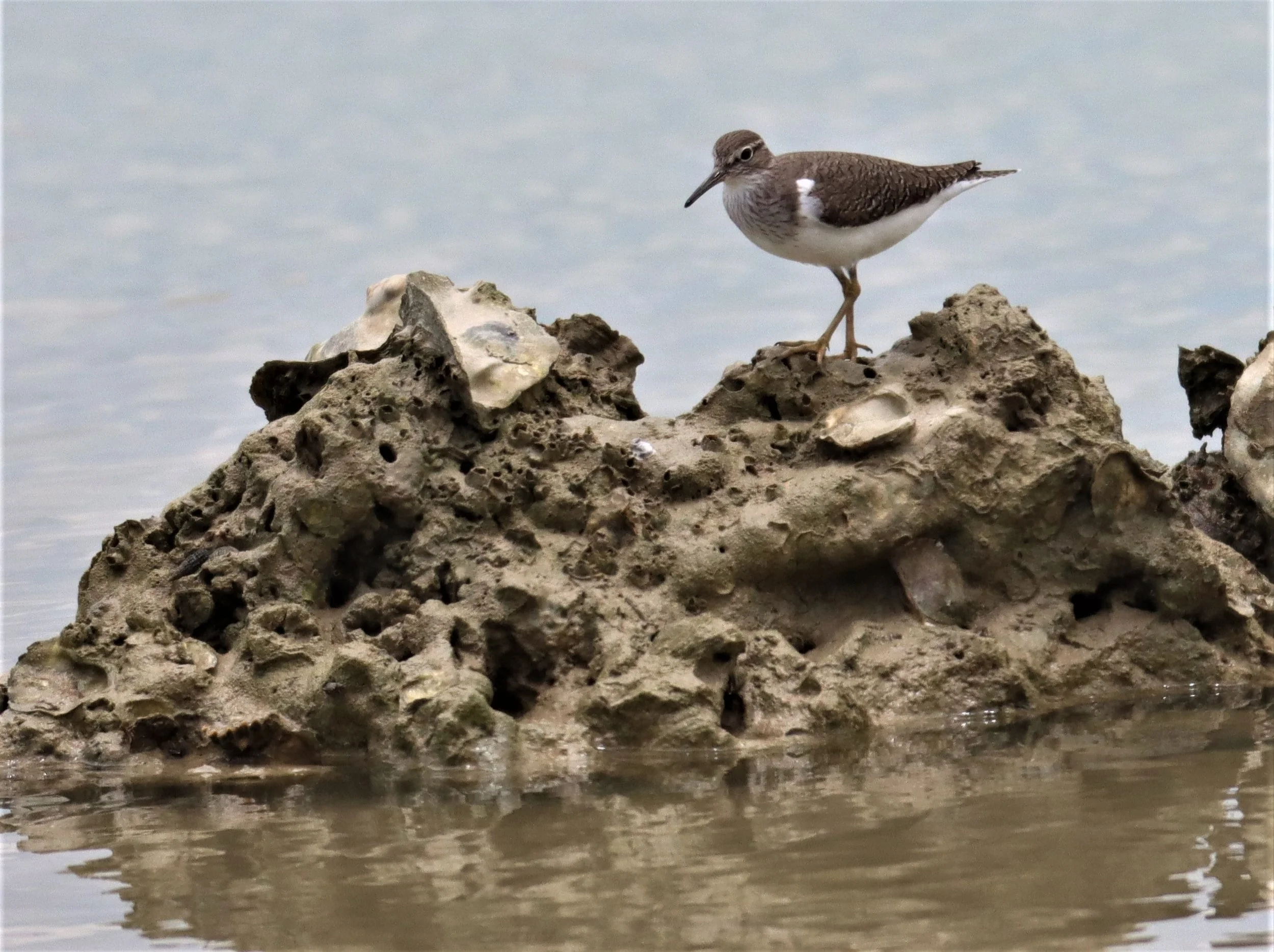 SANDPIPER - COMMON SANDPIPER - Actitus hypoleucos - LAEM PAKARAM PHANG NGA.jpg