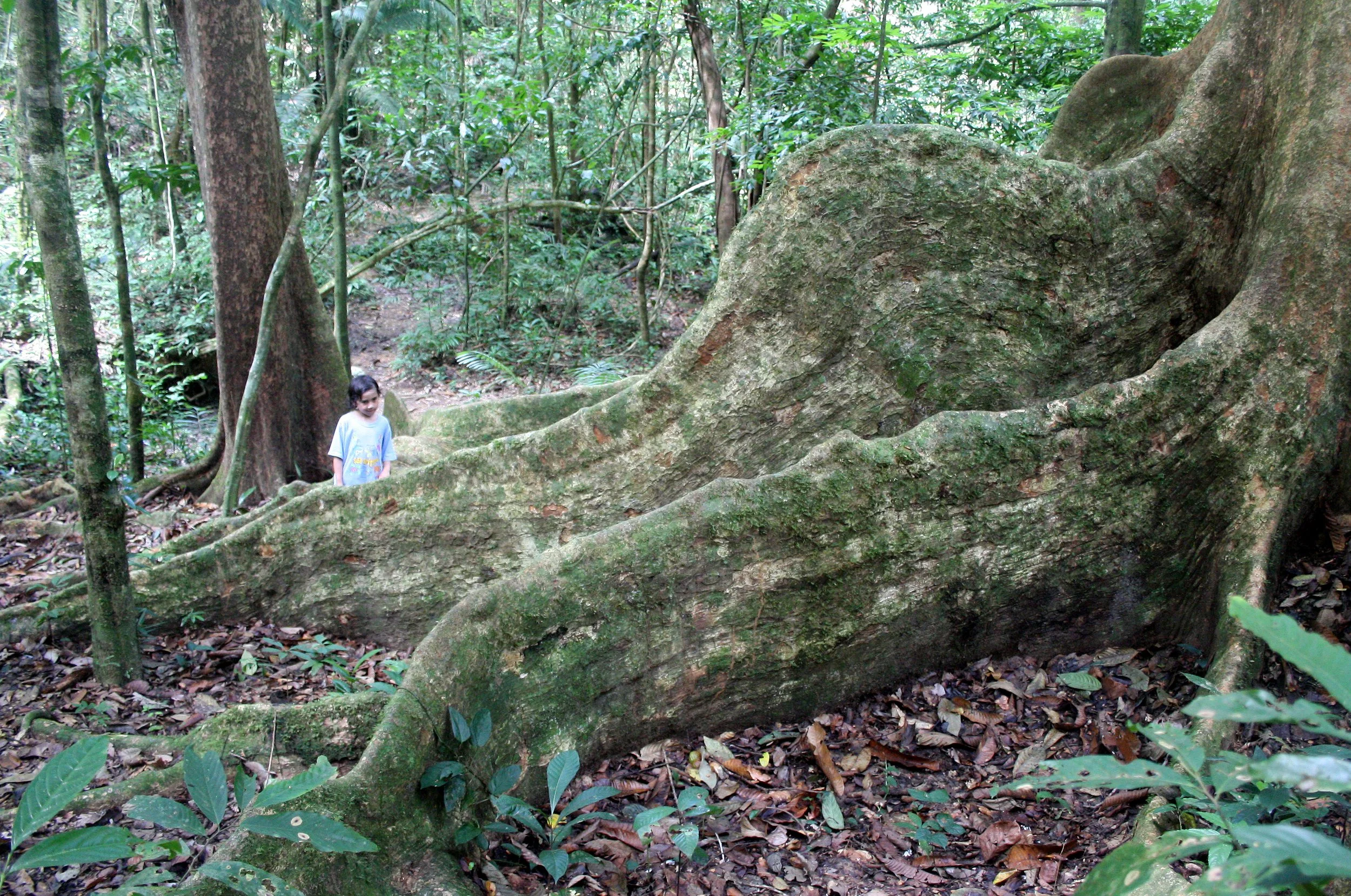 KRUNG CHIN NP THAILAND - FOREST GIANT (8).JPG