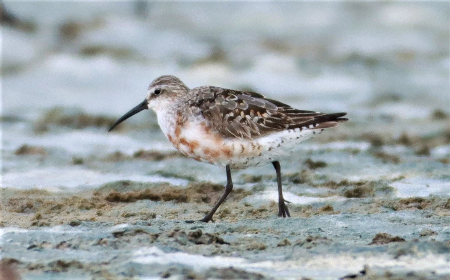 SANDPIPER - CURLEW SANDPIPER - Calidris ferruginea - BANG PAKONG SALT PANS CHACHOENGSAO WEST OF RIVER (2).jpg