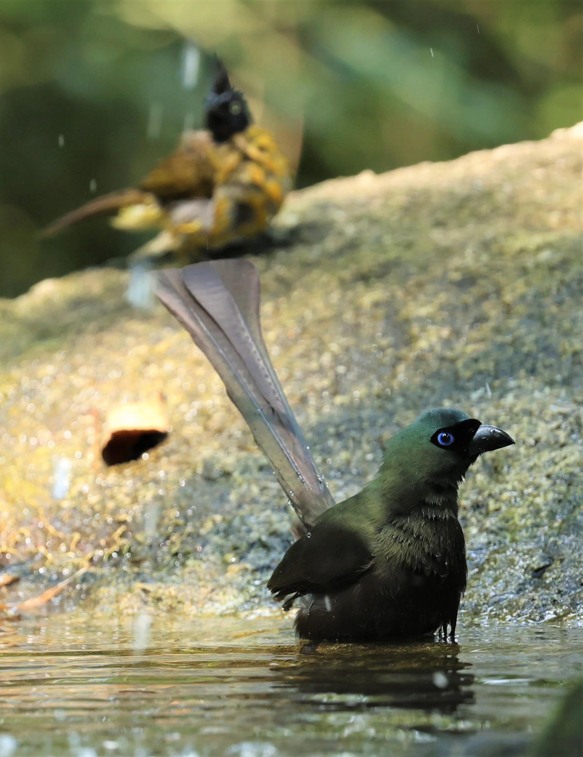 TREEPIE - RACKET-TAILED TREEPIE -Crypsirina temia - WAT THAM PRATHUM CHONBURI JAN 30 2022 (13).jpg
