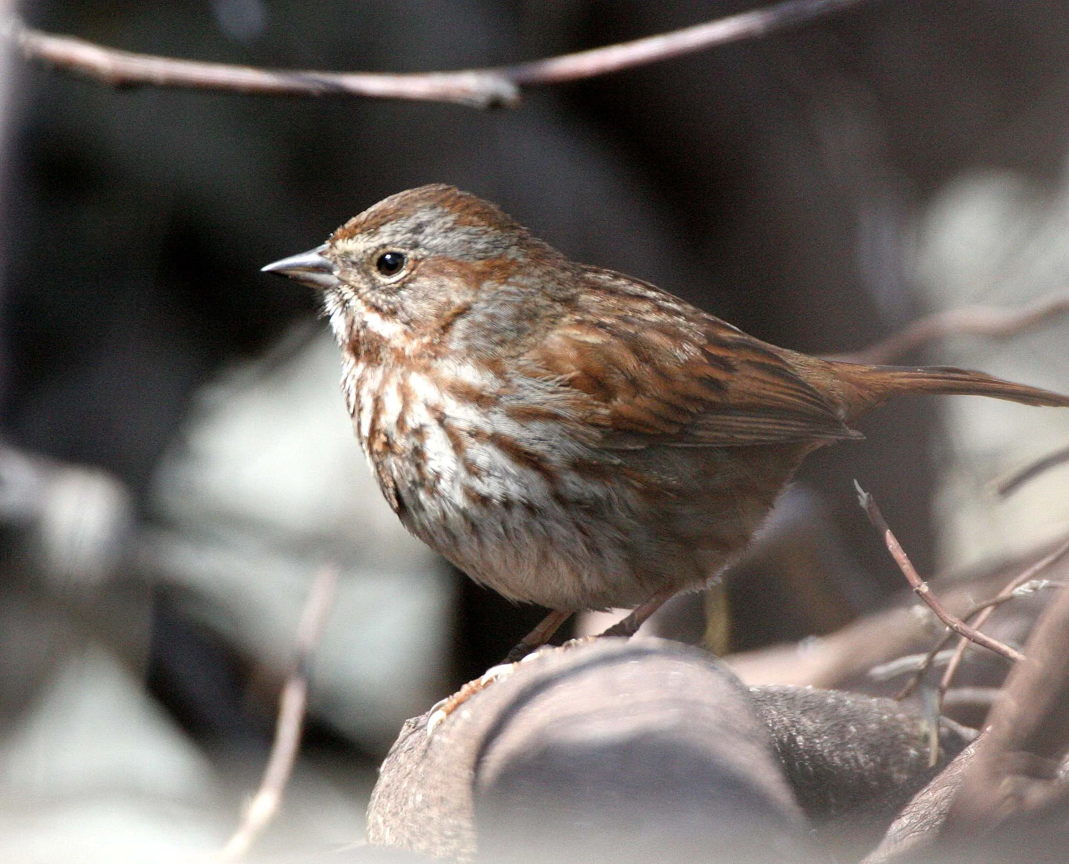 BIRD - SPARROW - SONG SPARROW - LAKE FARM BEACH WA (4).JPG