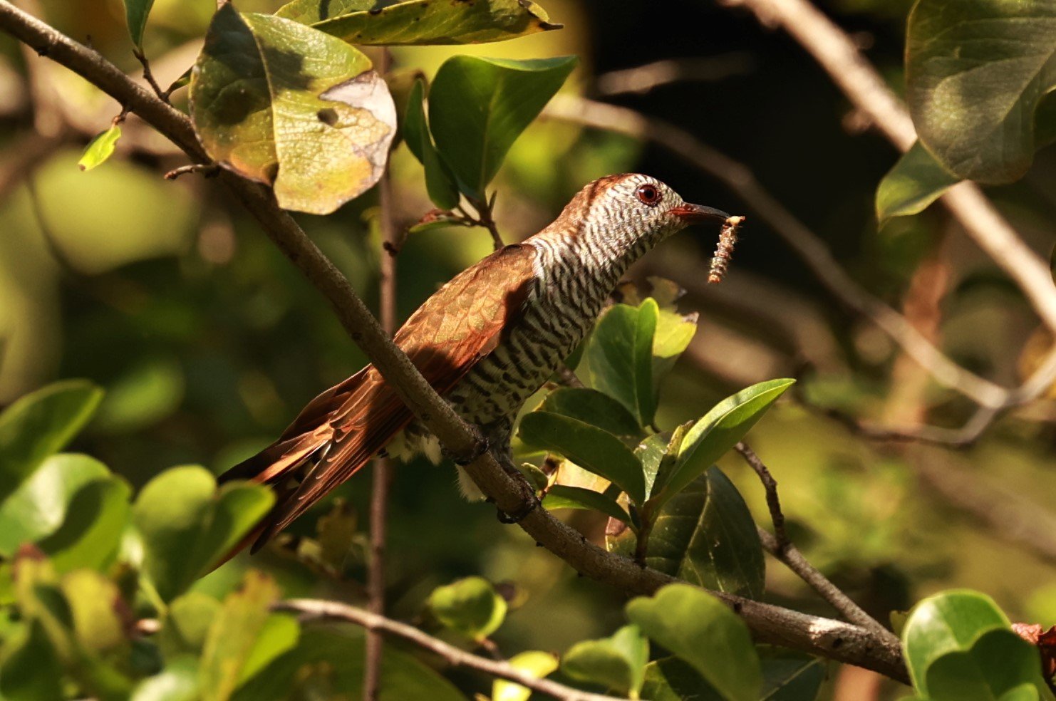 Violet Cuckoo (Chrysococcyx xanthorhynchus) Rama IX Park Bangkok (40).jpg
