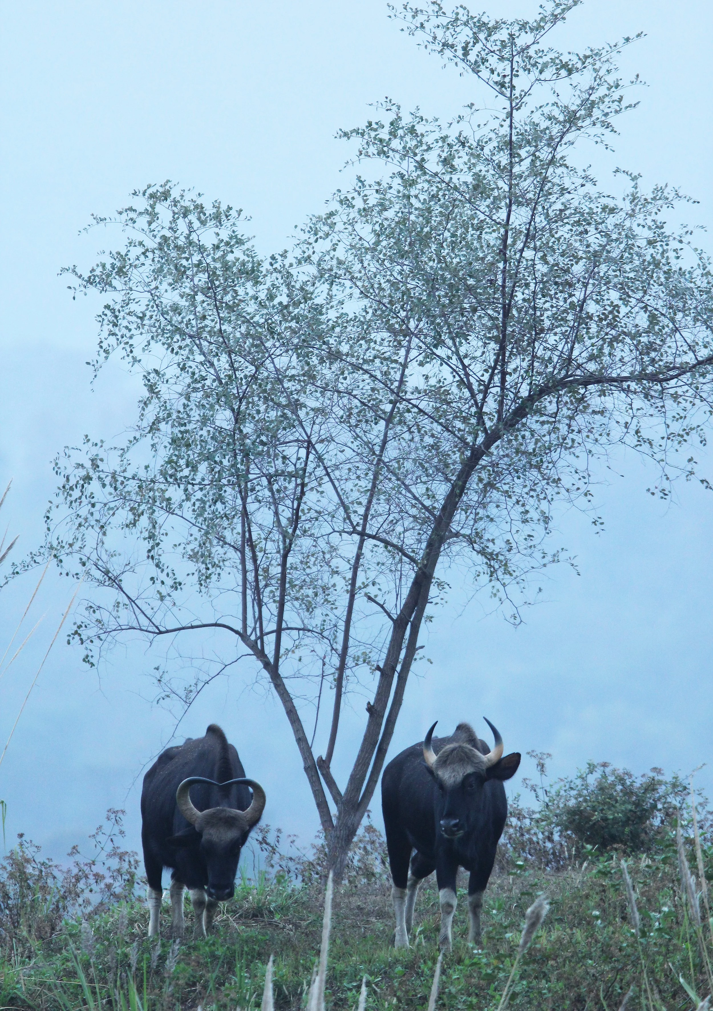 GAUR - SOUTHEAST ASIAN GAUR - Bos gaurus laosiensis - KHAO PANG MA NONHUNTING AREA THAILAND RAW (75).JPG