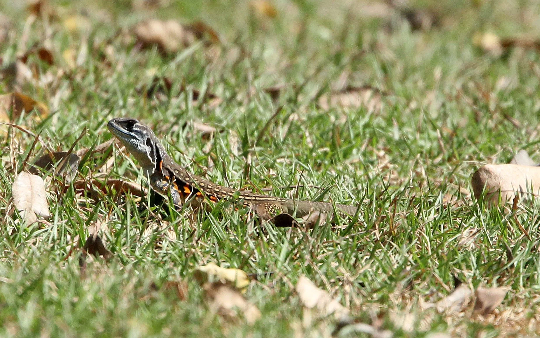 Leiolepis belliana - BELL'S (COMMON) BUTTERFLY LIZARD - LEIOLEPIS BELLIANA - HUAI KHA KHAENG THAILAND (7).JPG