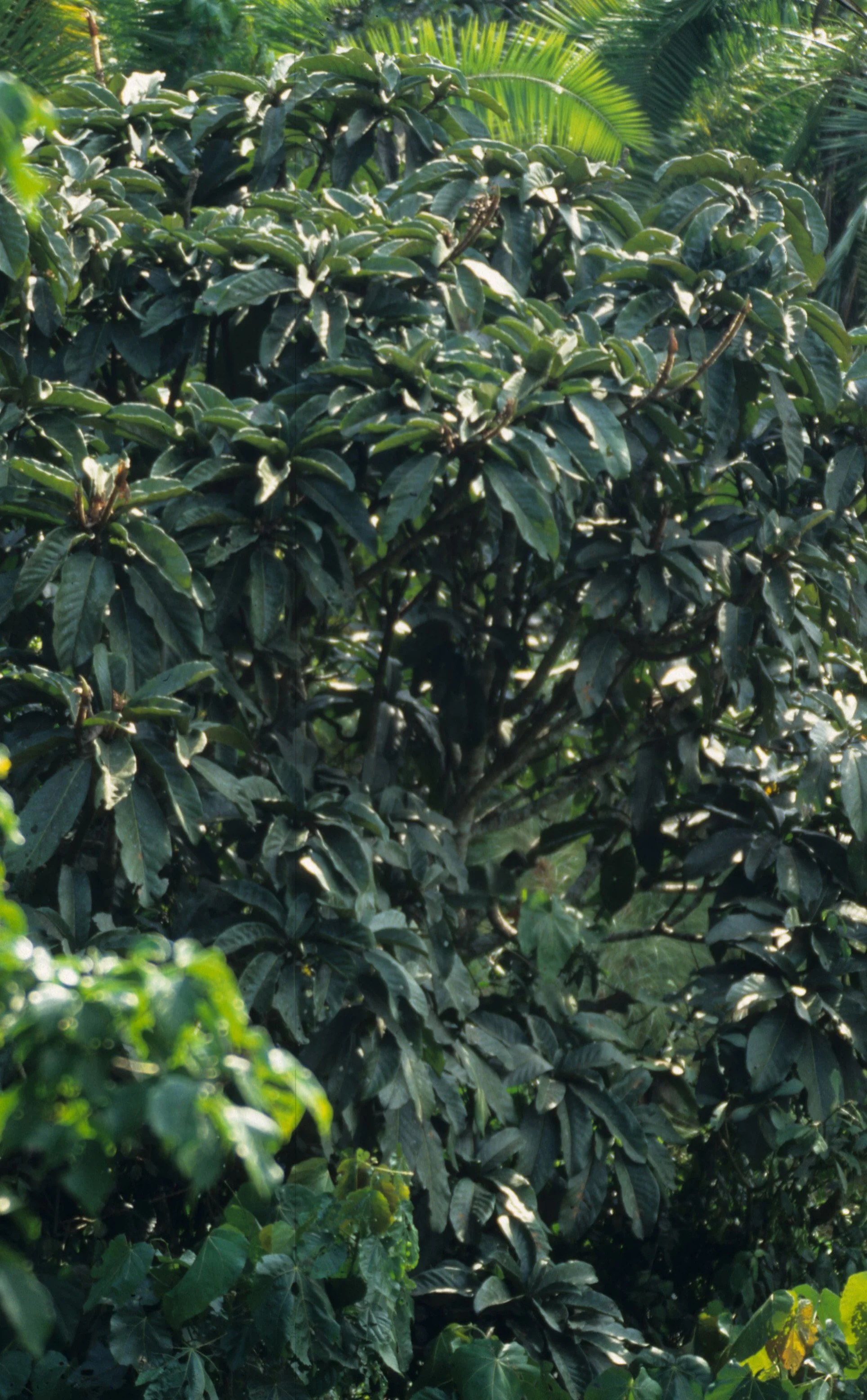 UGANDA - FOREST.jpg