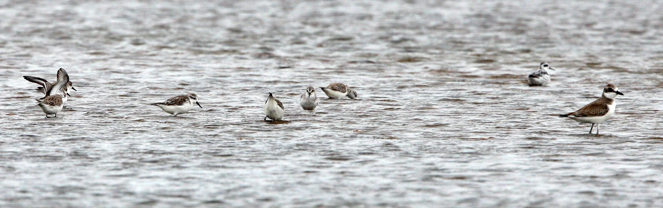 BIRD - SANDPIPER - SPOON-BILLED SANDPIPER - PETCHABURI PROVINCE, PAK THALE (28).JPG