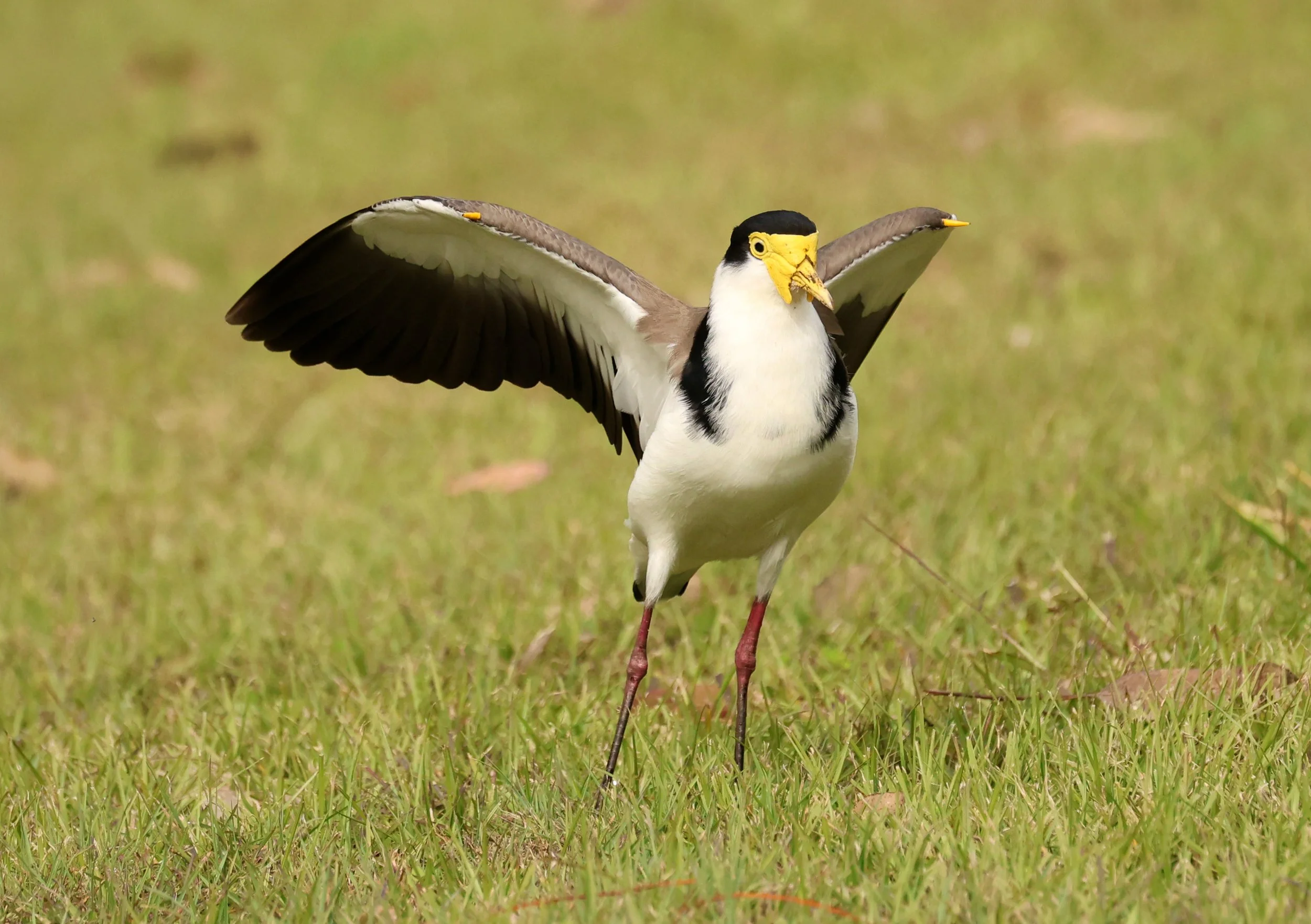 Masked Lapwing (Vanellus miles) Canungra near Lamington NP - Queensland (9).jpg