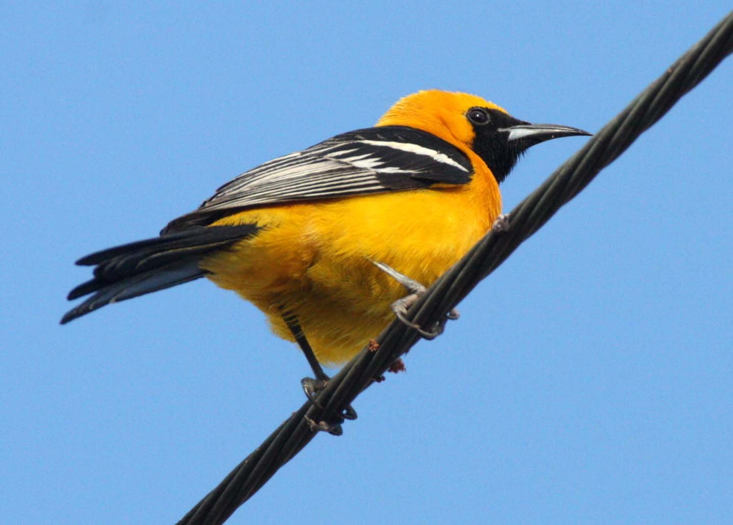 Hooded Oriole (Icterus cucullatus) Loreto Baja Mexico (12).JPG