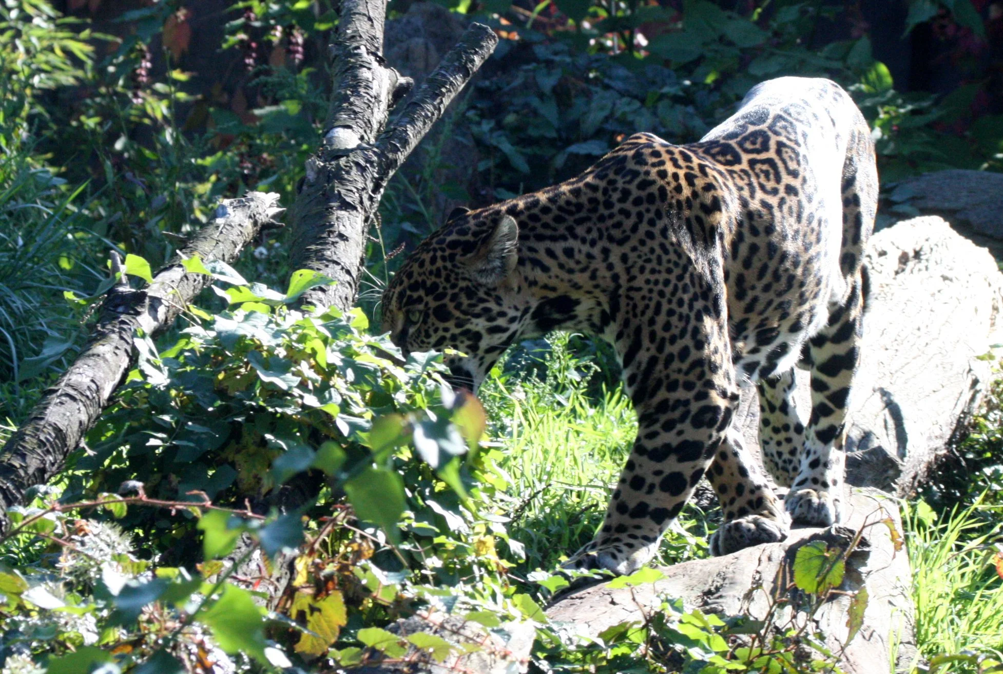 Panthera onca - JAGUAR - WOODLAND PARK WA (1).JPG