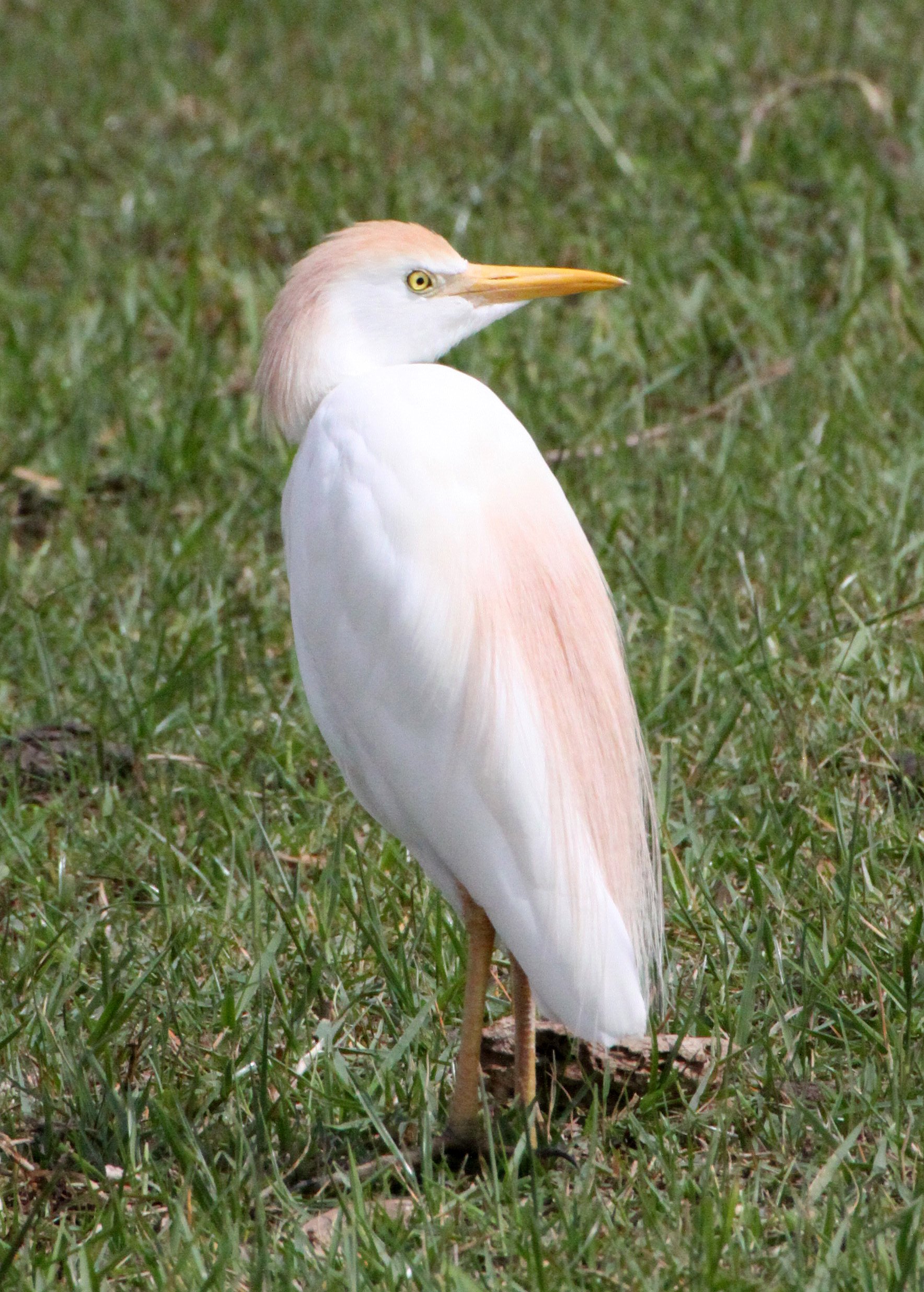 EGRET - CATTLE EGRET (EASTERN) - Bubulcus coromandus - LANGANO LAKE ETHIOPIA (6).JPG