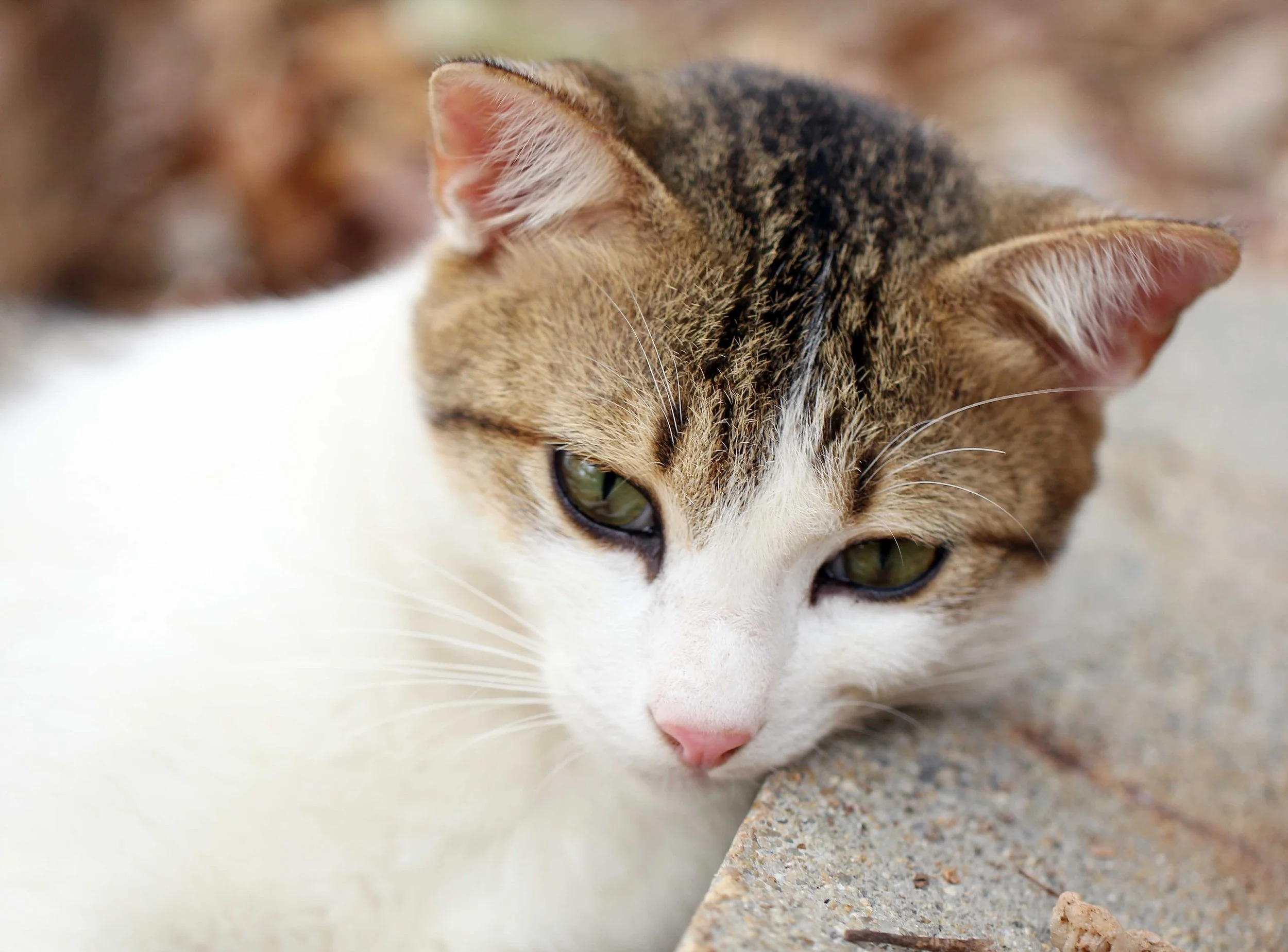 2015 Koh Lanta Songkran with friends from ISB (407).JPG