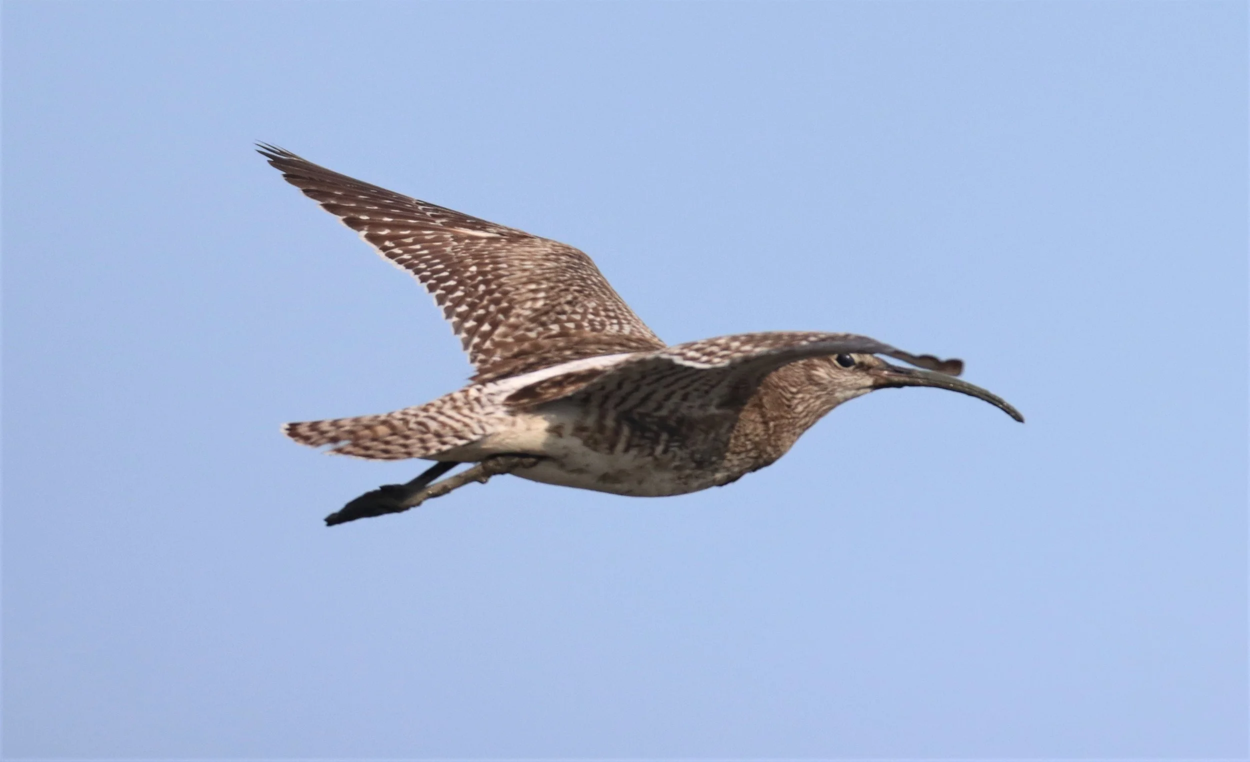WHIMBREL - Numenius phaeopus - AO MAHACHAI MANGROVE FOREST (1).jpg