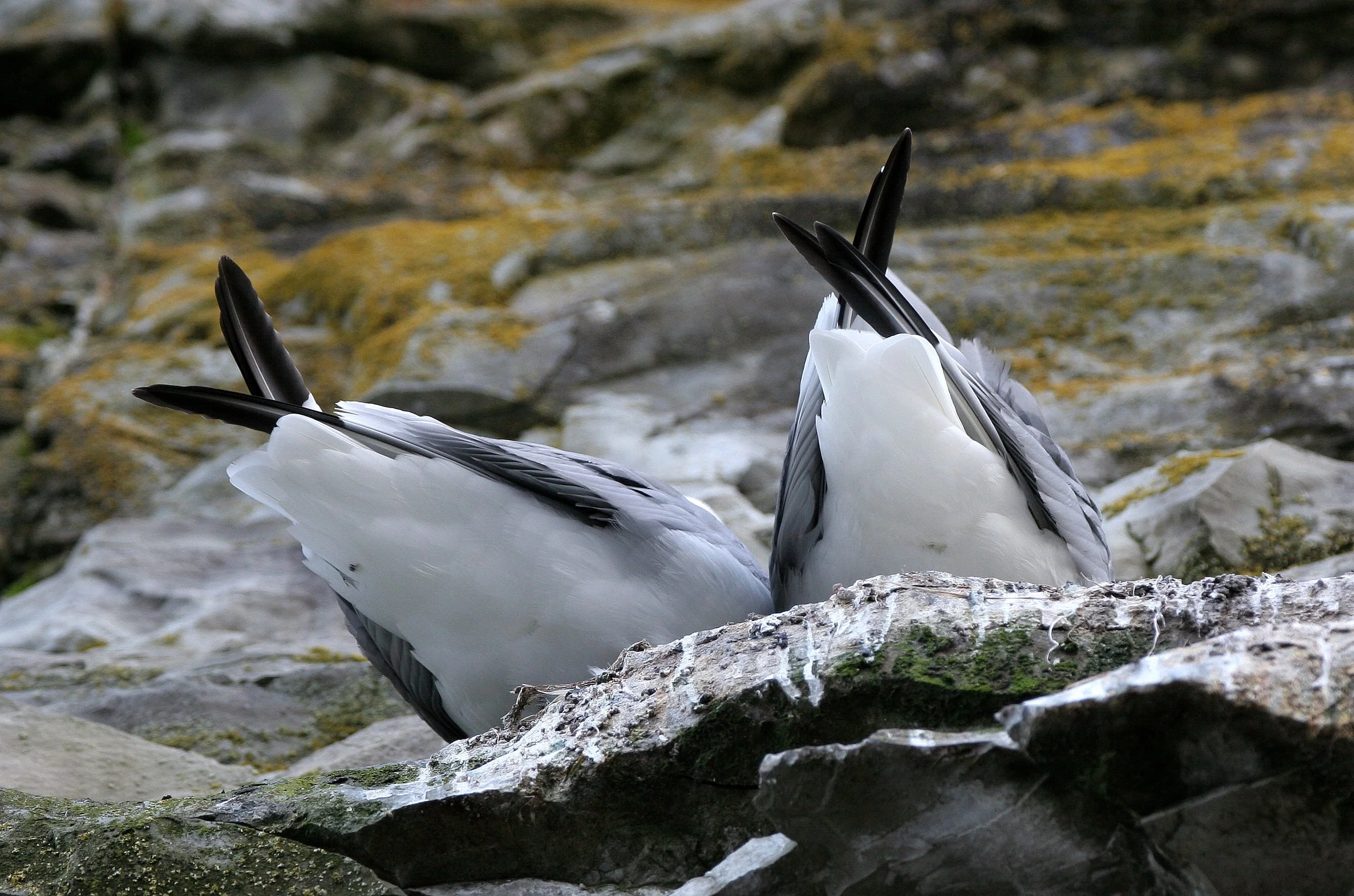 BIRD - KITTIWAKE - RED-LEGGED - ROOKERY IN COMMANDERS (3).jpg