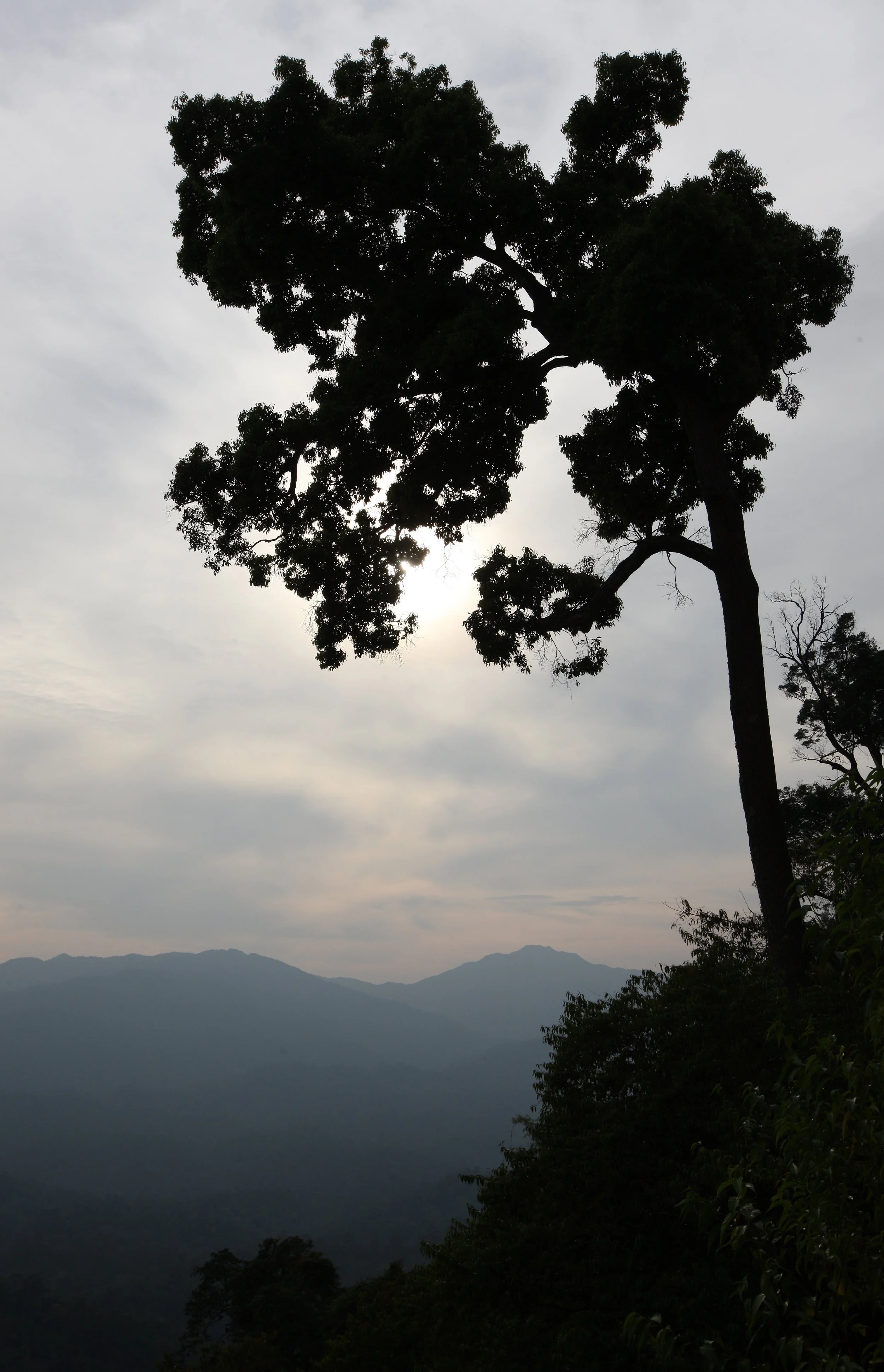 KAENG KRACHAN NP THAILAND - FOREST SCENES (15).JPG
