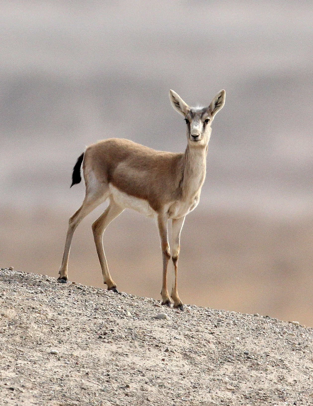 GAZELLE - YARKAND GAZELLE - Gazella yarkandensis - DUNHUANG XIFU NATURE RESERVE - GANSU CHINA (64).JPG