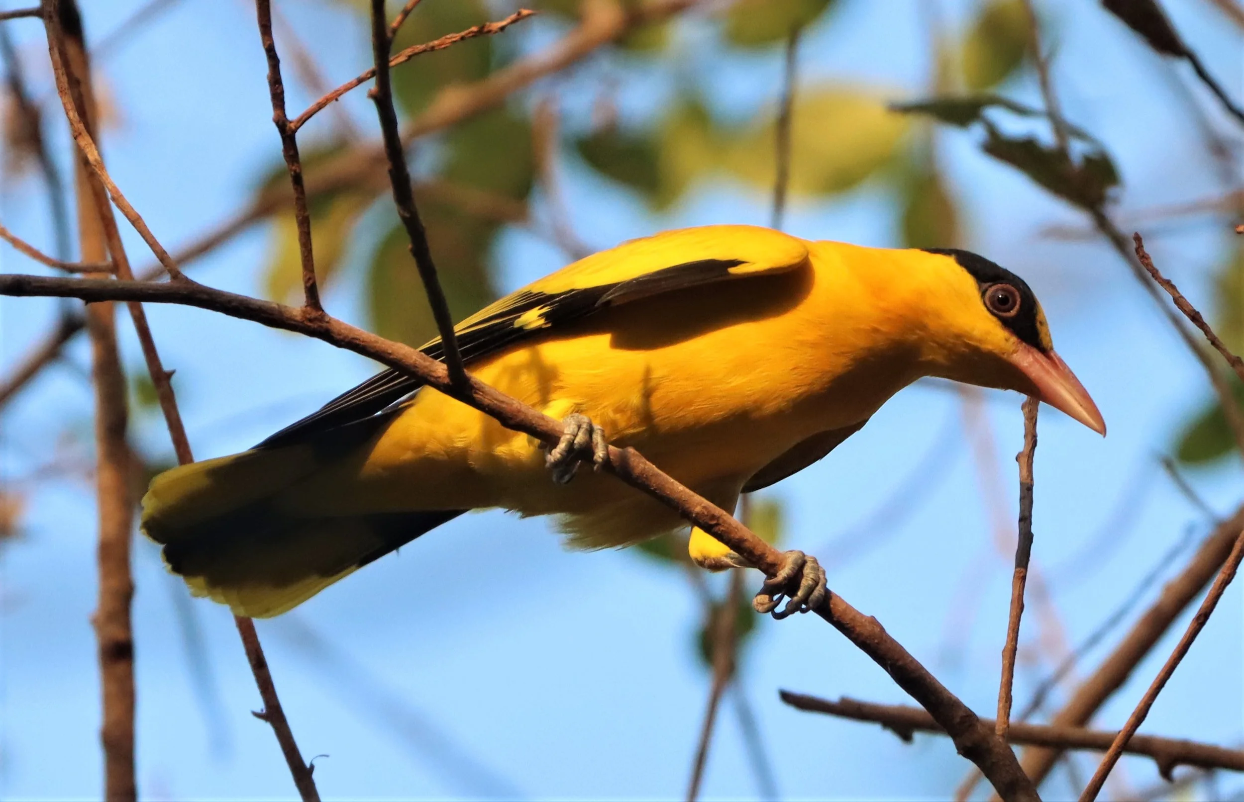Black-napped Oriole (Oriolus chinensis) Rama 9 Park Bangkok (28).jpg