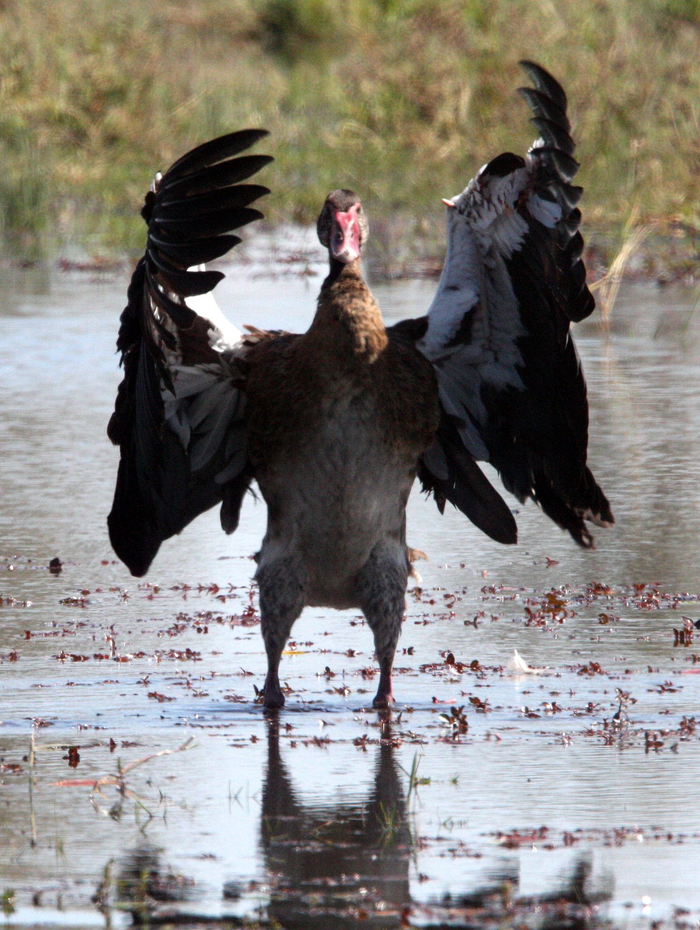 GOOSE - SPUR-WINGED GOOSE - Plectropterus gambensis - KHWAI CAMP OKAVANGO BOTSWANA (44).JPG