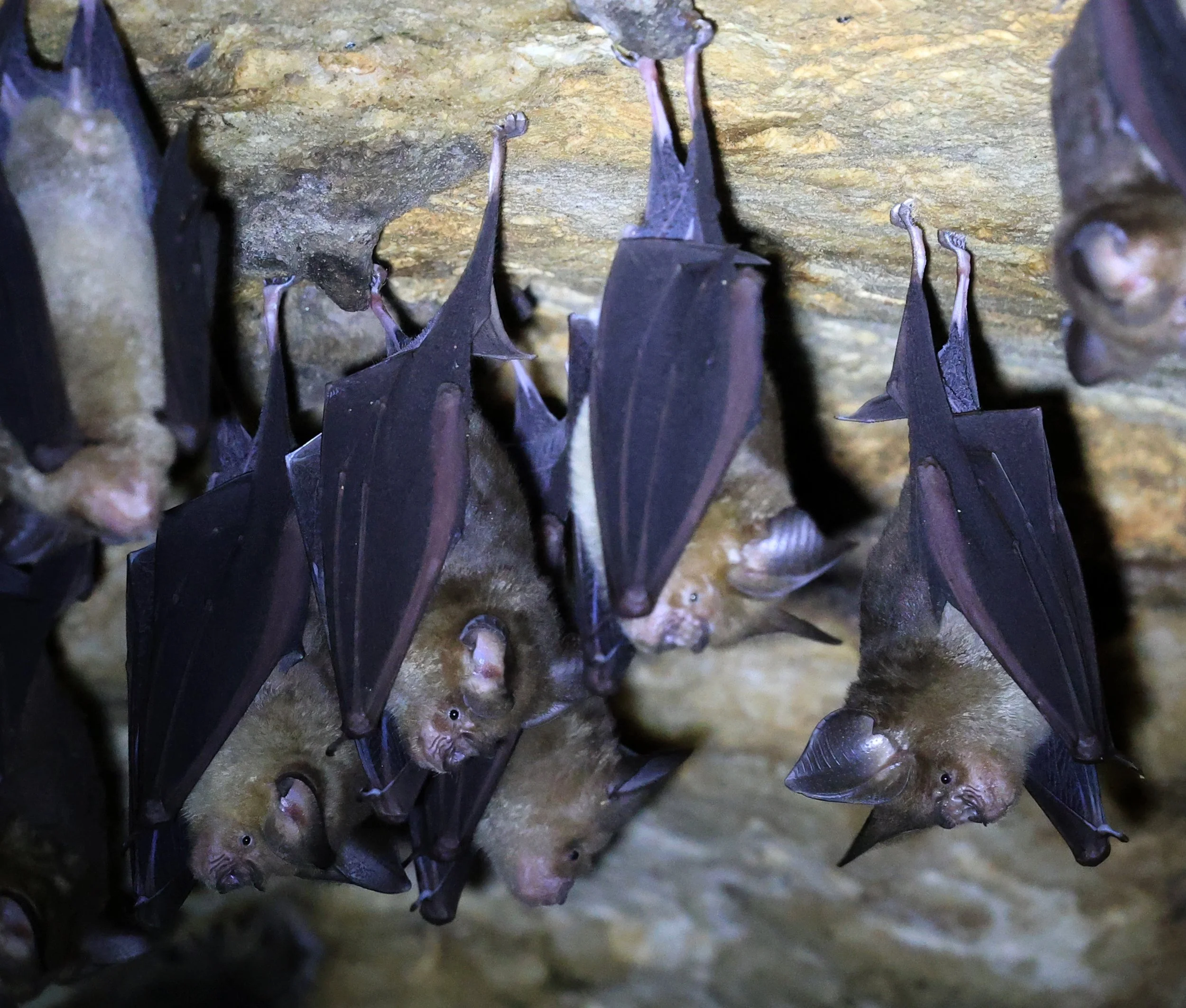 Horsfield’s Leaf-nosed Bat (Hipposideros.larvatus) Wat Tham Sila Thong Temple Pak Chong Thailand near Khao Yai (128).jpg