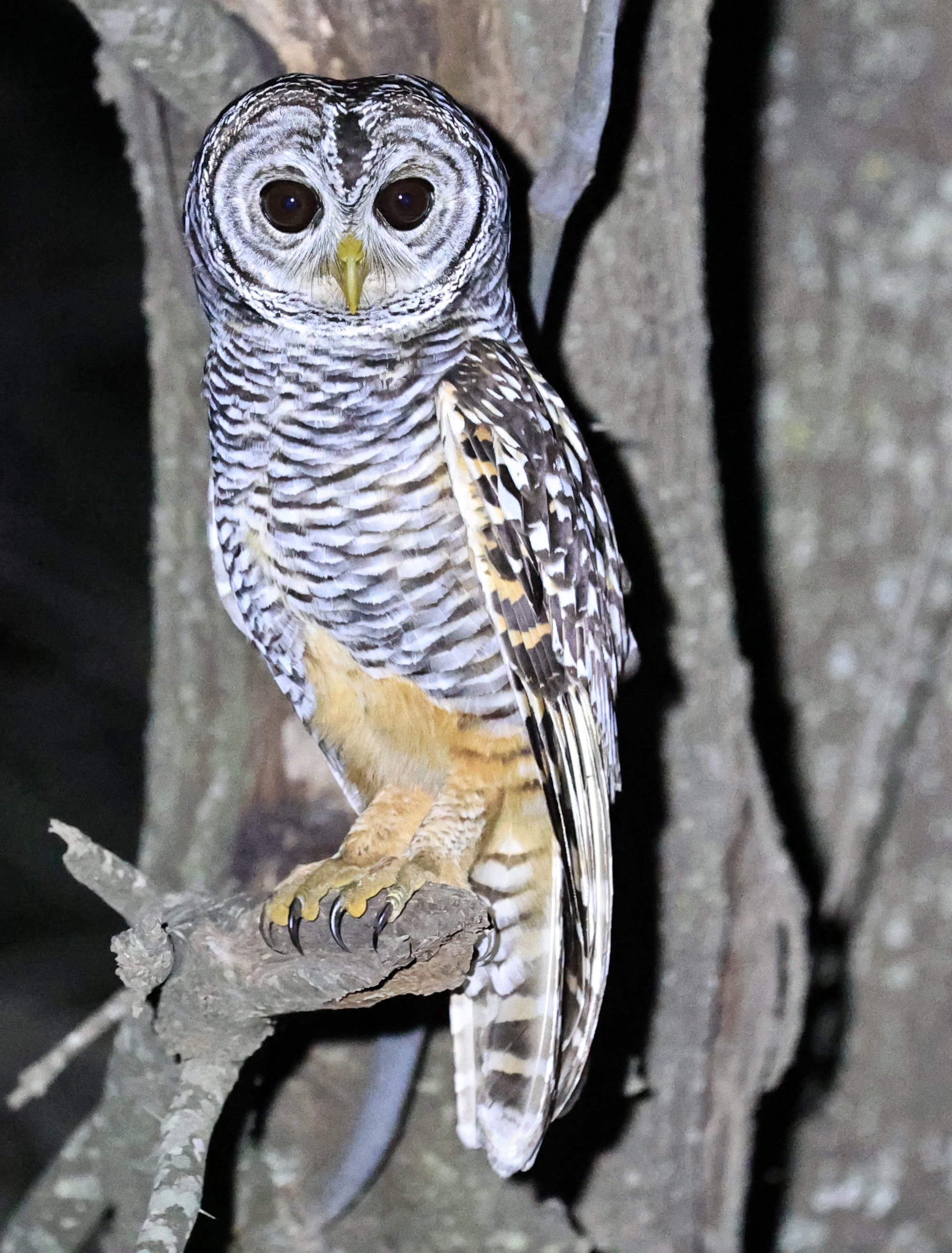Chaco Owl (Strix chacoensis) Estancia Campo'í Paraguay (54).jpg