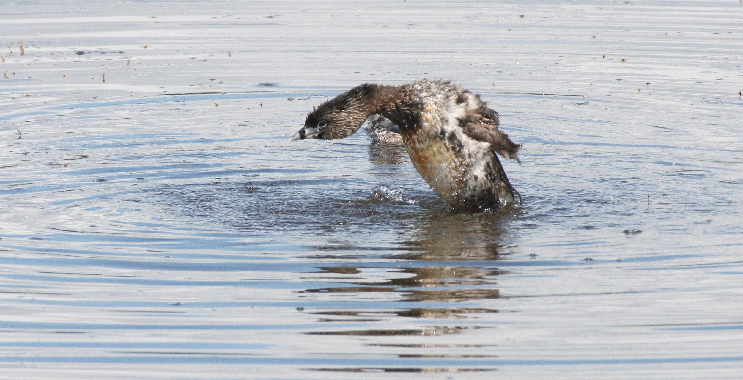 Pied-billed Grebe (Podilymbus podiceps) Ridgefield NWR Washington (63).JPG