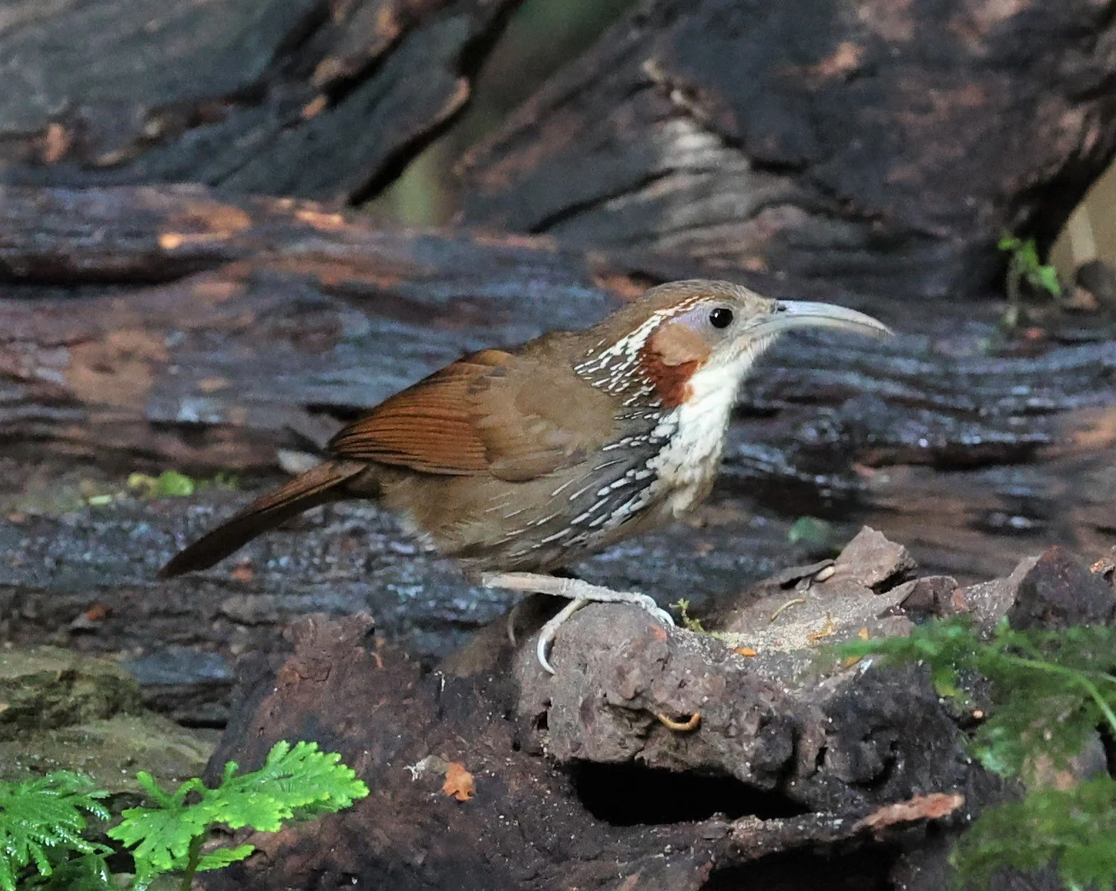 SCIMITAR BABBLER - Erythrogenys hypoleucos - LARGE SCIMITAR BABBLER - PETCHABURI PROVINCE - NUY HIDE NEAR KAENG KRACHAN JAN 2022 (3).jpg