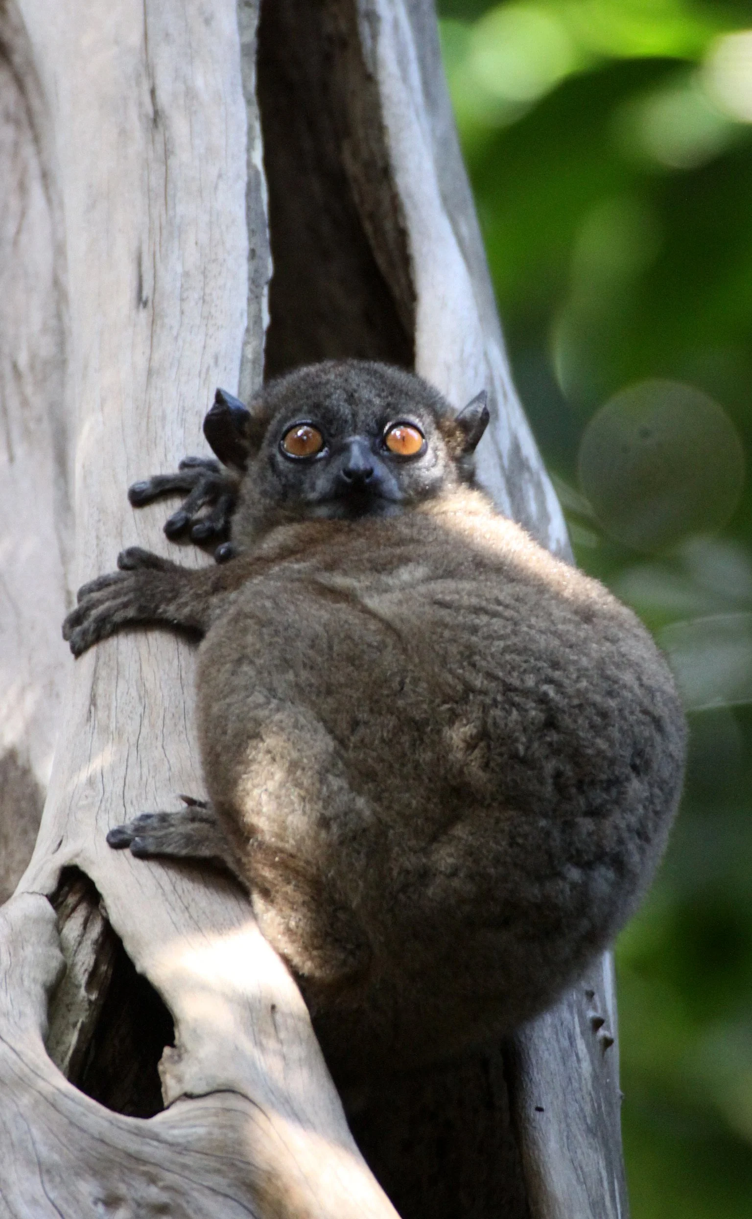 LEPILEMURIDAE - Lepilemur ankaranensis - ANKARANA NATIONAL PARK MADAGASCAR (99).JPG