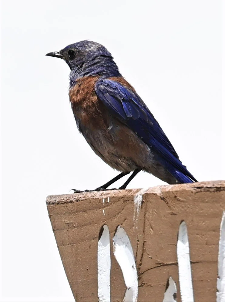 Western Bluebird (Sialia mexicana) Flagstaff Arboretum Arizona (6).jpg