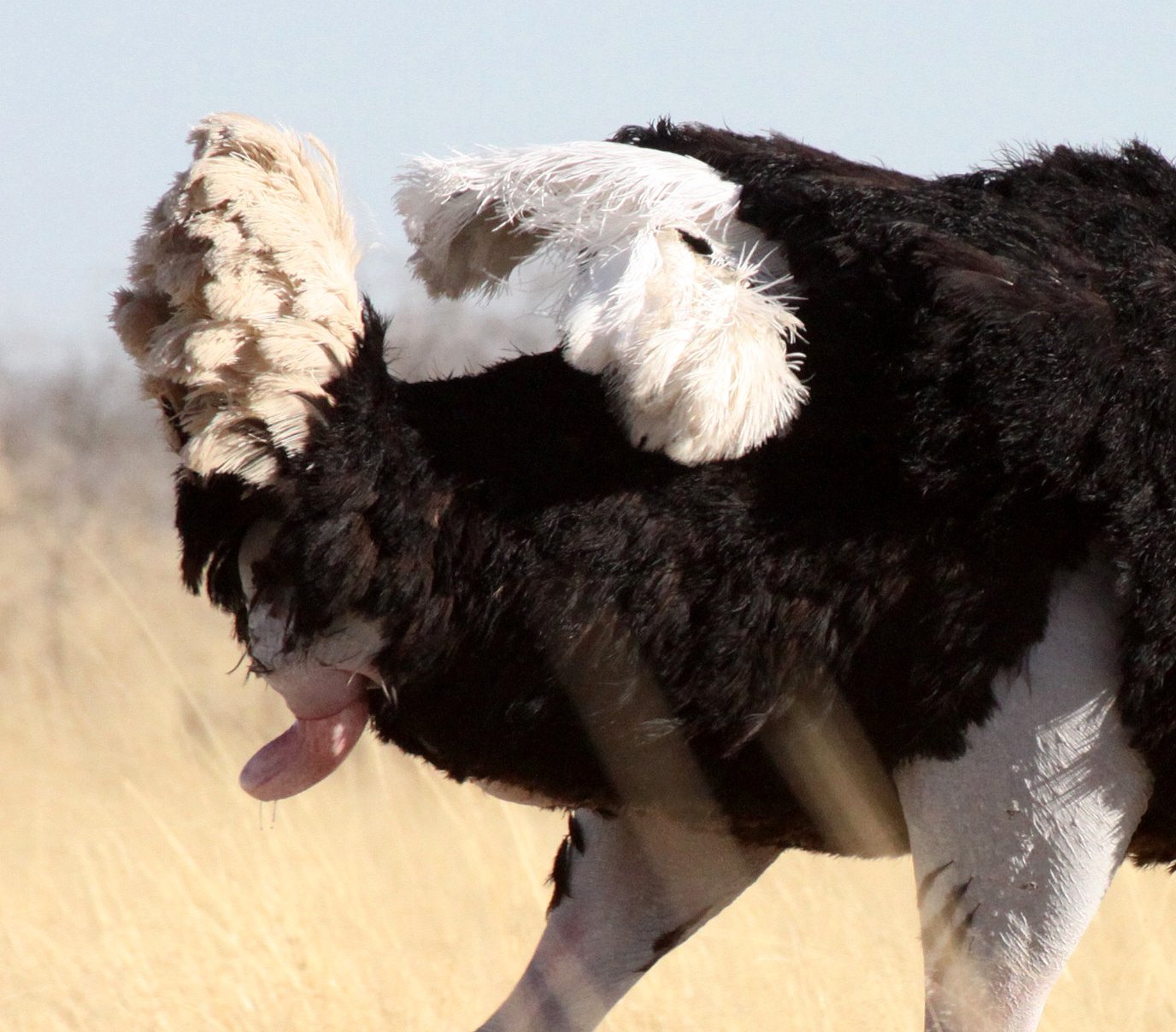 Struthio camelus australis - SOUTH AFRICAN OSTRICH - MATING IN ETOSHA - ETOSHA NATIONAL PARK NAMIBIA (31).JPG