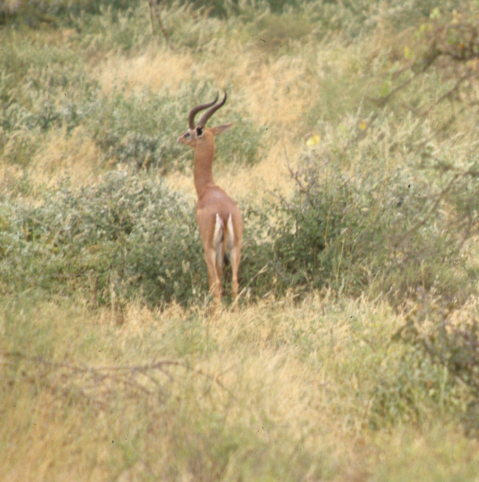 BOVID - GERENUK - SHABA (6).jpg