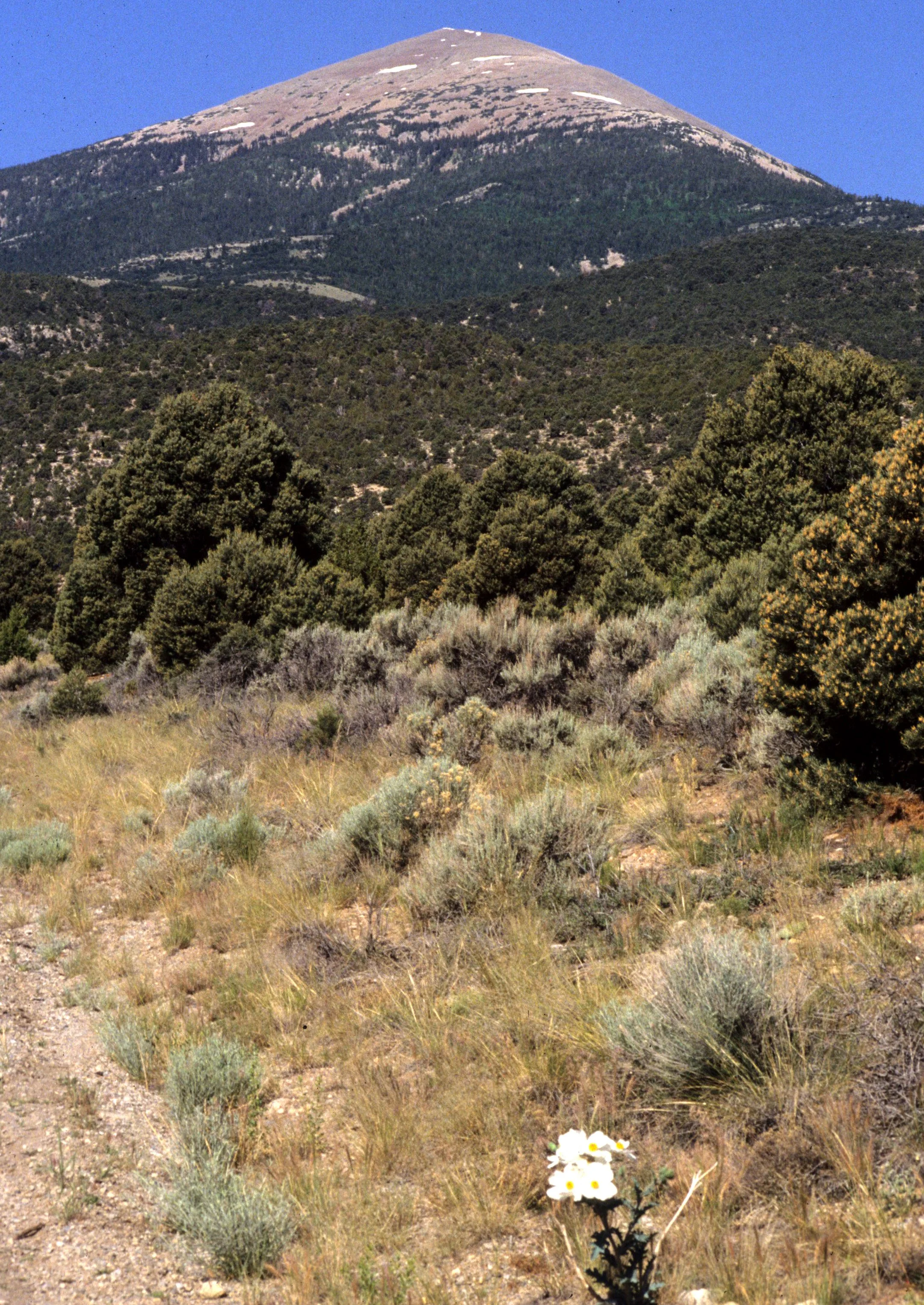 NEVADA - GREAT BASIN NP - JUNIPER WOODLAND.jpg