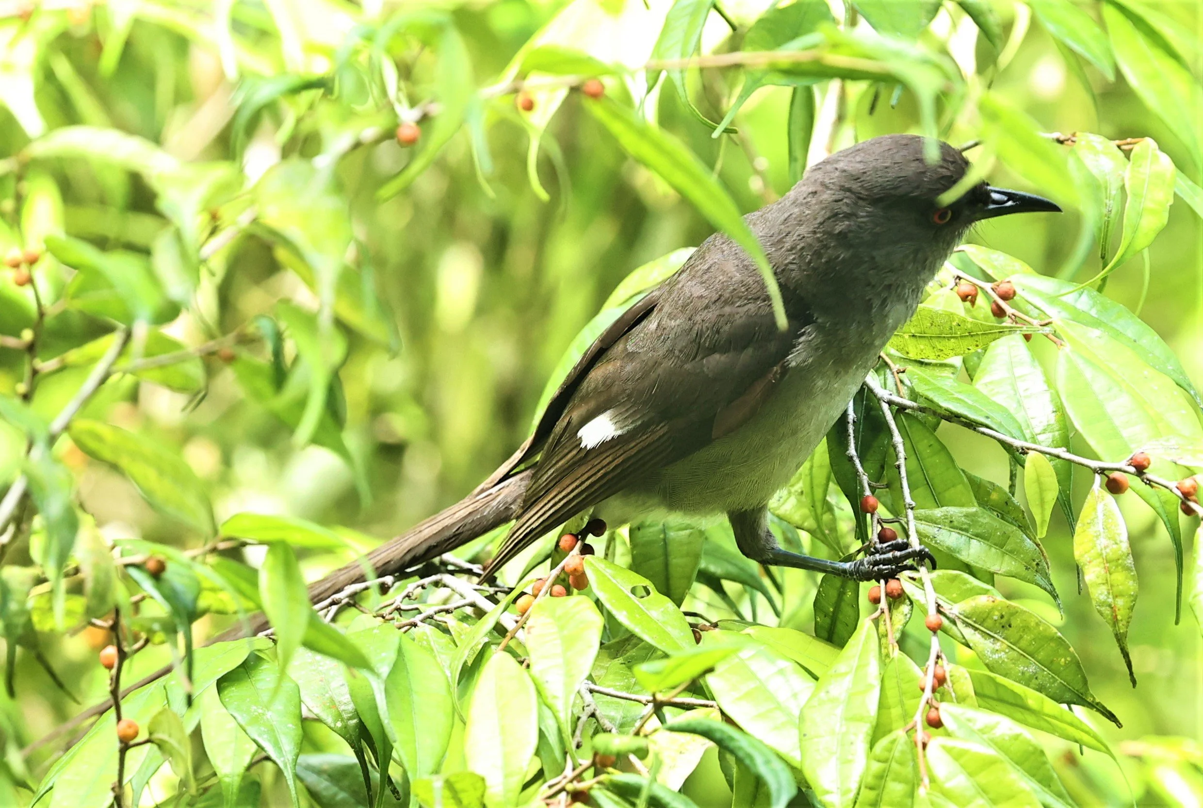 Heterophasia picaoides - LONG-TAILED SIBIA - FRASER'S HILL, MALAYSIA JUNE 2022 (39).jpg