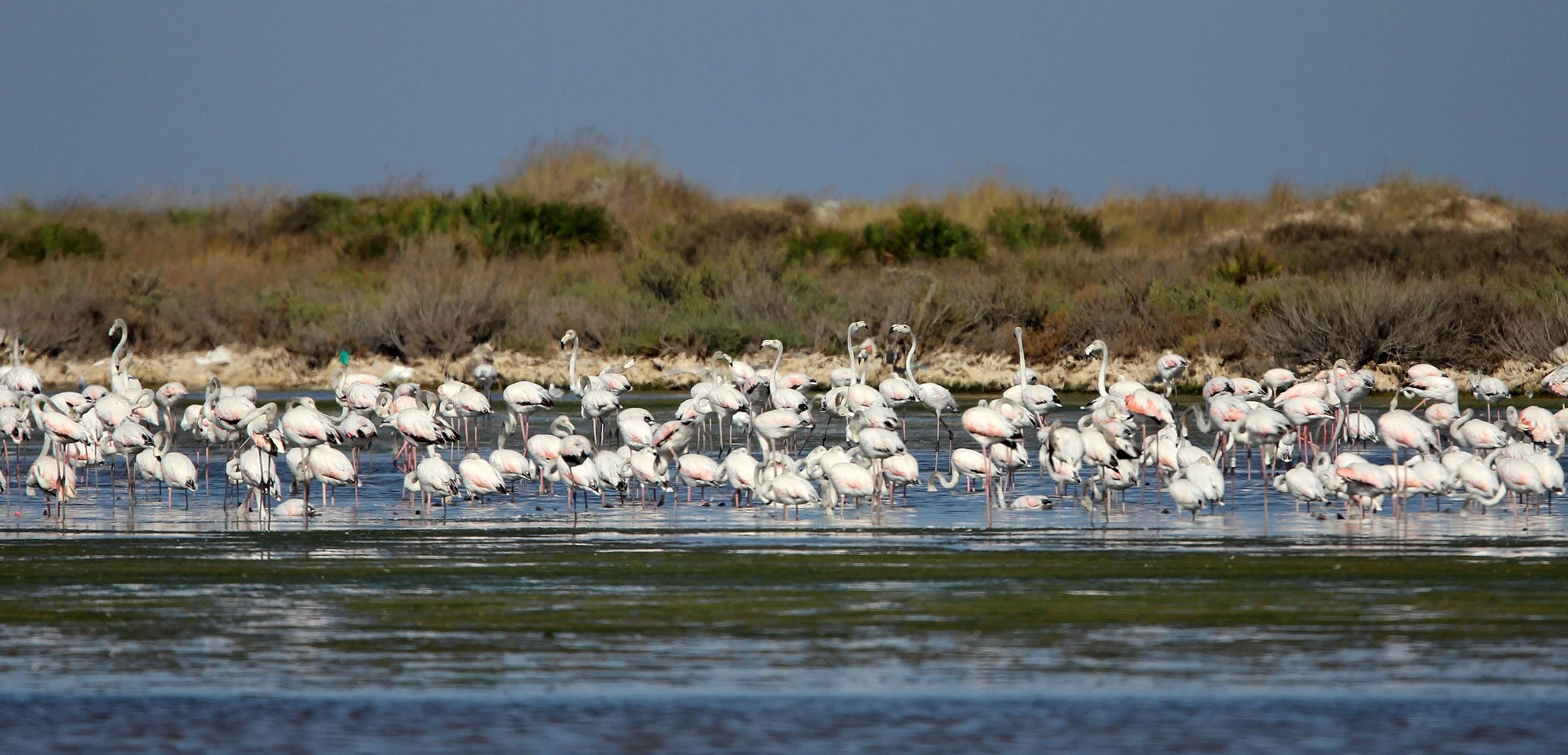 Phoenicopterus roseus - Greater Flamingo - Korba Wetlands, Tunisia (12).JPG