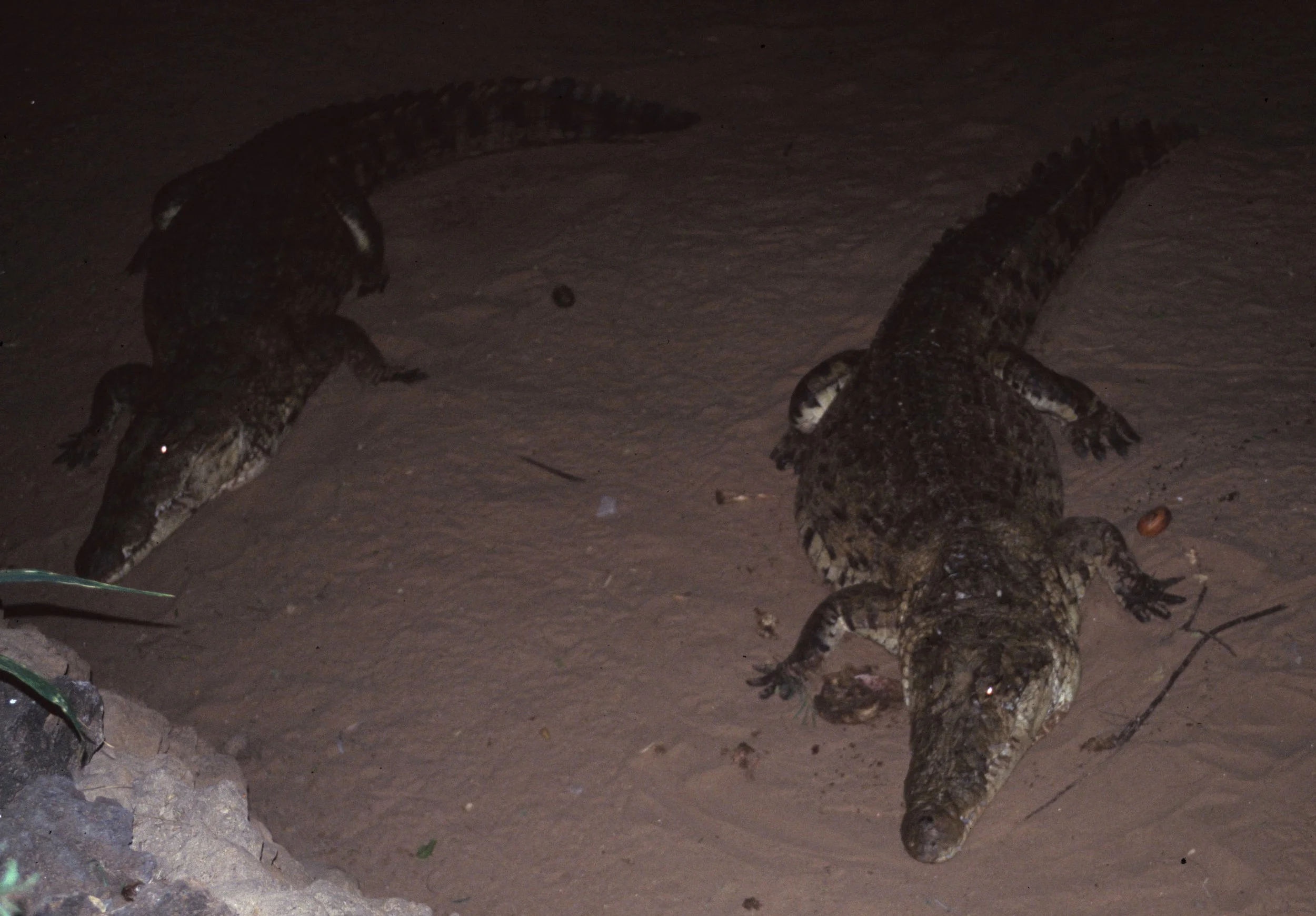 REPTILE- NILE CROC - SHABA B.jpg
