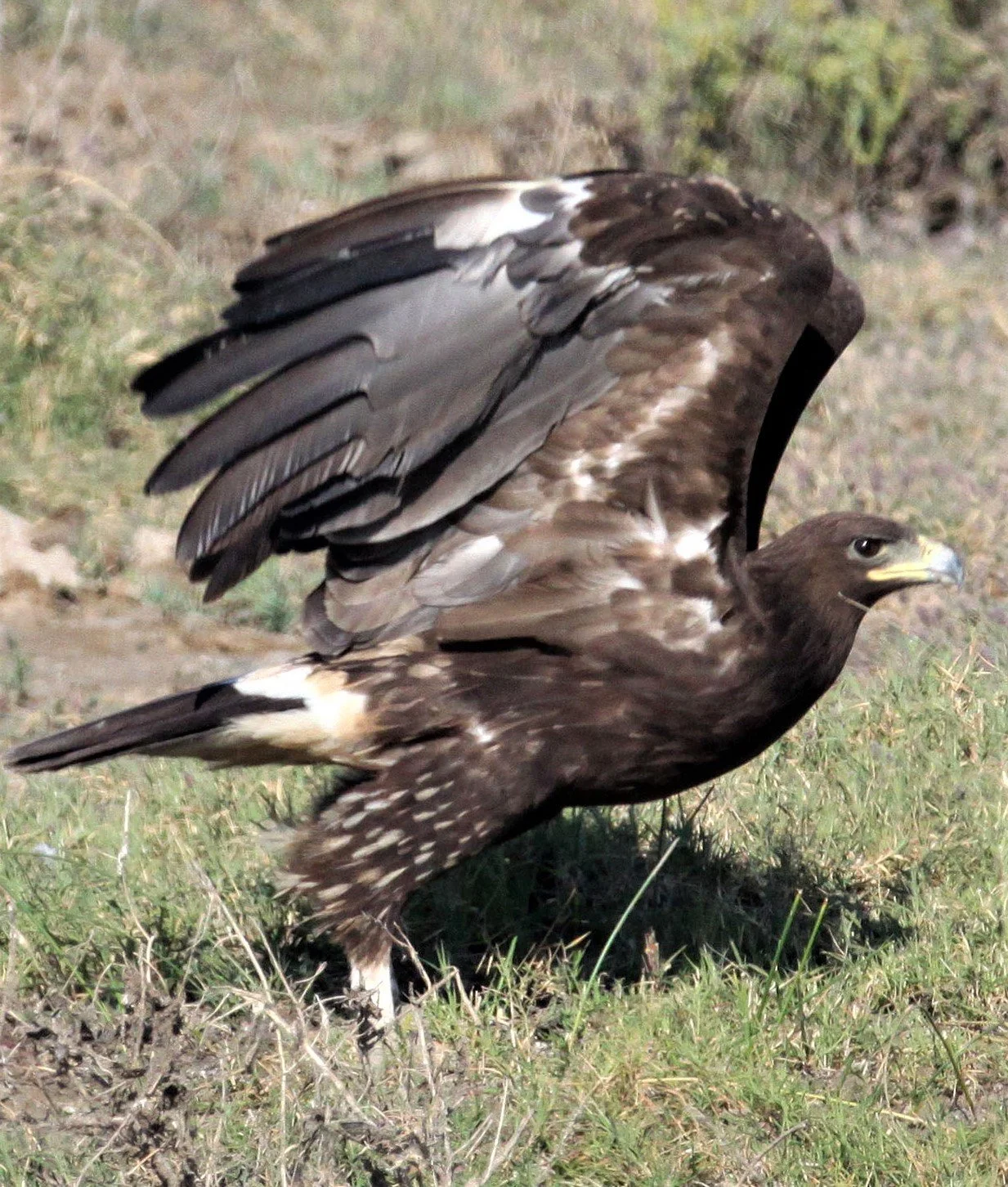 Clanga clanga - GREATER SPOTTED EAGLE - AQUILA CLANGA - LITTLE RANN OF KUTCH GUJARAT INDIA aa2.jpg
