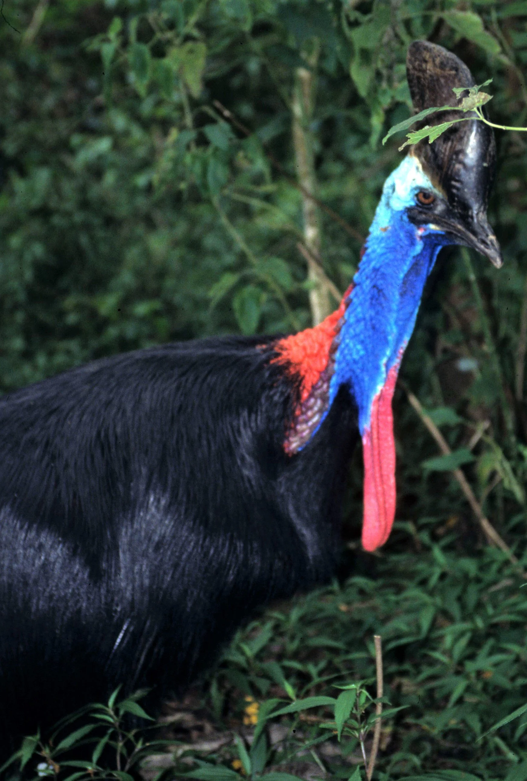 Casuarius casuarius - SOUTHERN CASSOWARY - DAINTREE FOREST NEAR KURANDA aa3.jpg