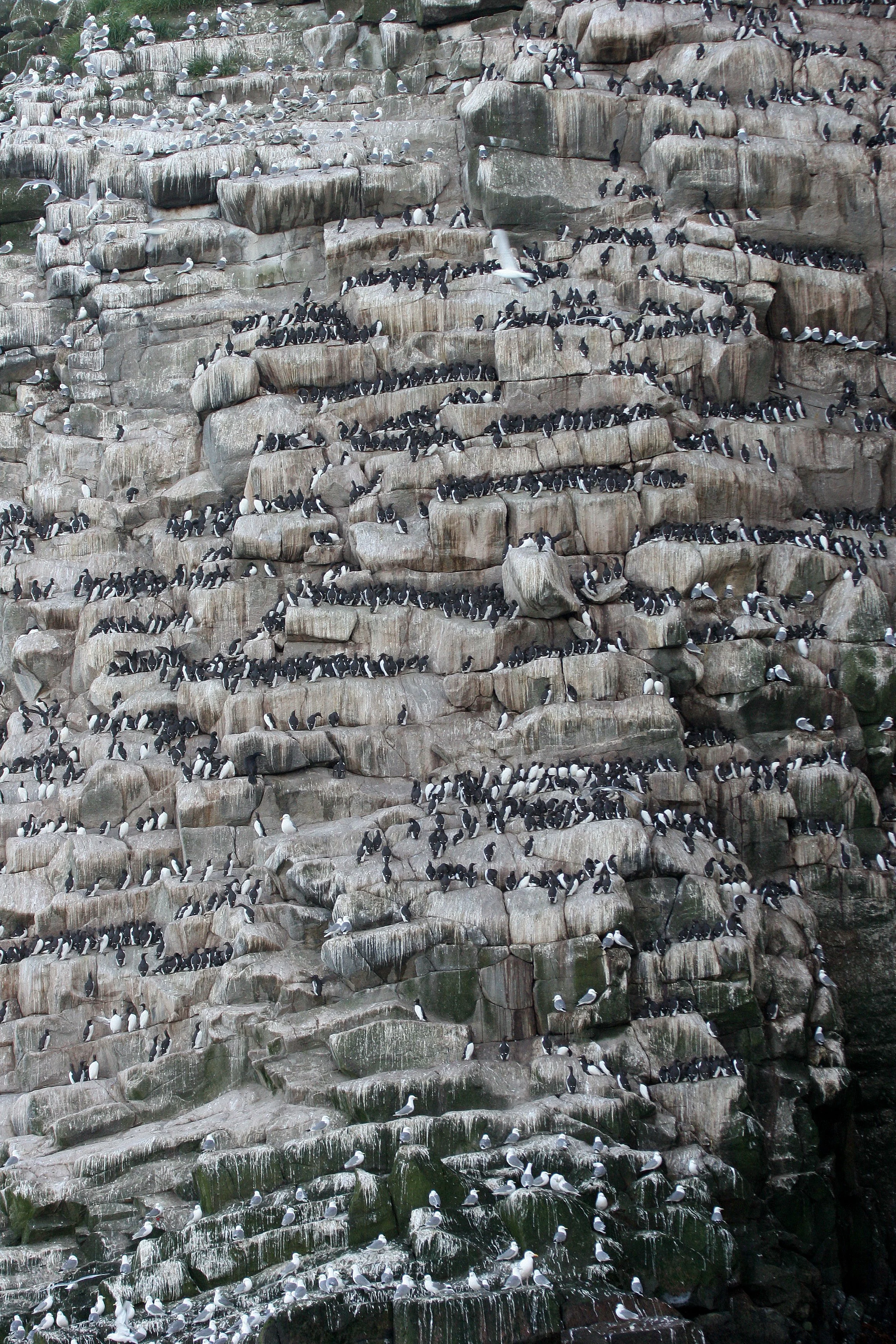 Uria lomvia eleonorae - THICK AND THIN-BILLED MURRES MIXED WITH KITTIWAKES AND RED-FACED CORMORANTS - BIRD BAZAARS COMMANDERS  (9).jpg