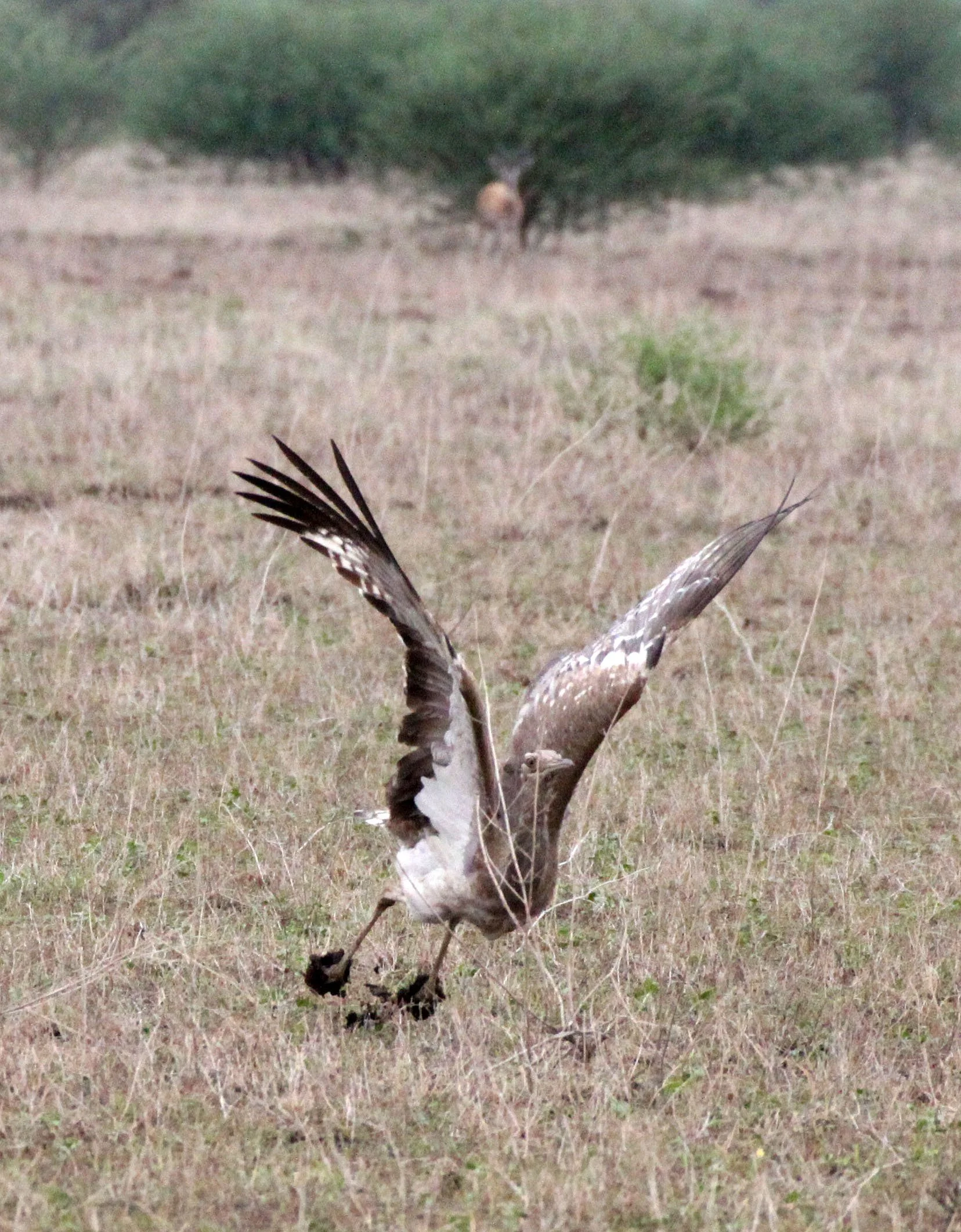 Arabian bustard (Ardeotis arabs) Ali Dege Plains, Ethiopia (38).JPG