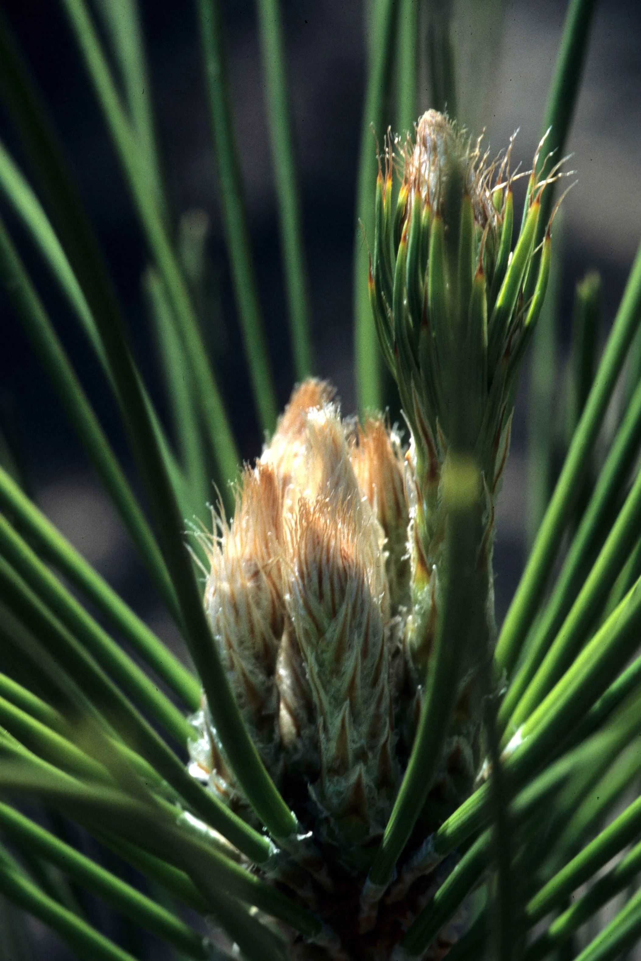 CALIFORNIA - SIERRA - PINUS SPECIES (3).jpg
