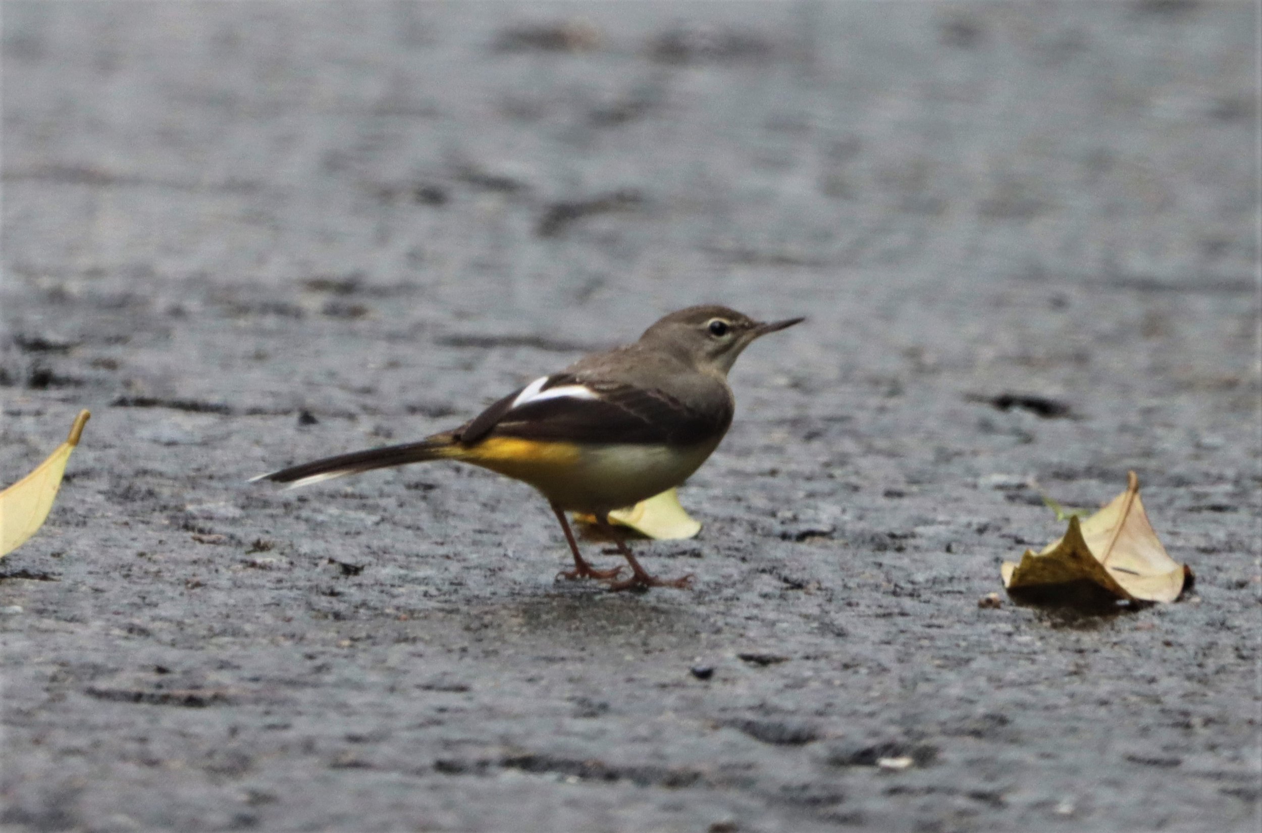 YELLOW WAGTAIL - Motacilla flava - HALA BALA WS (8).jpg
