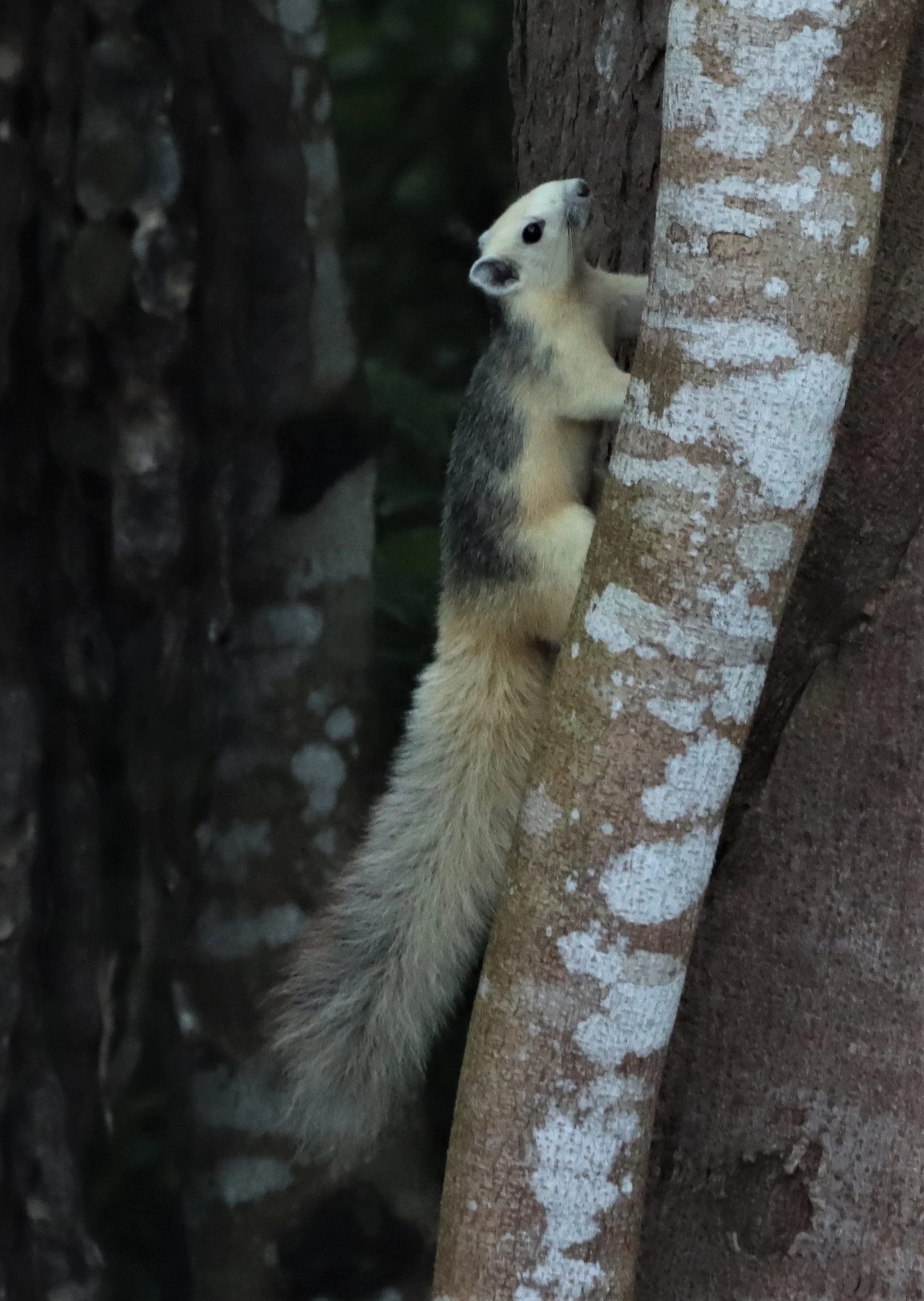 Callosciurus finlaysonii - Variable Squirrel — Coke Smith Wildlife
