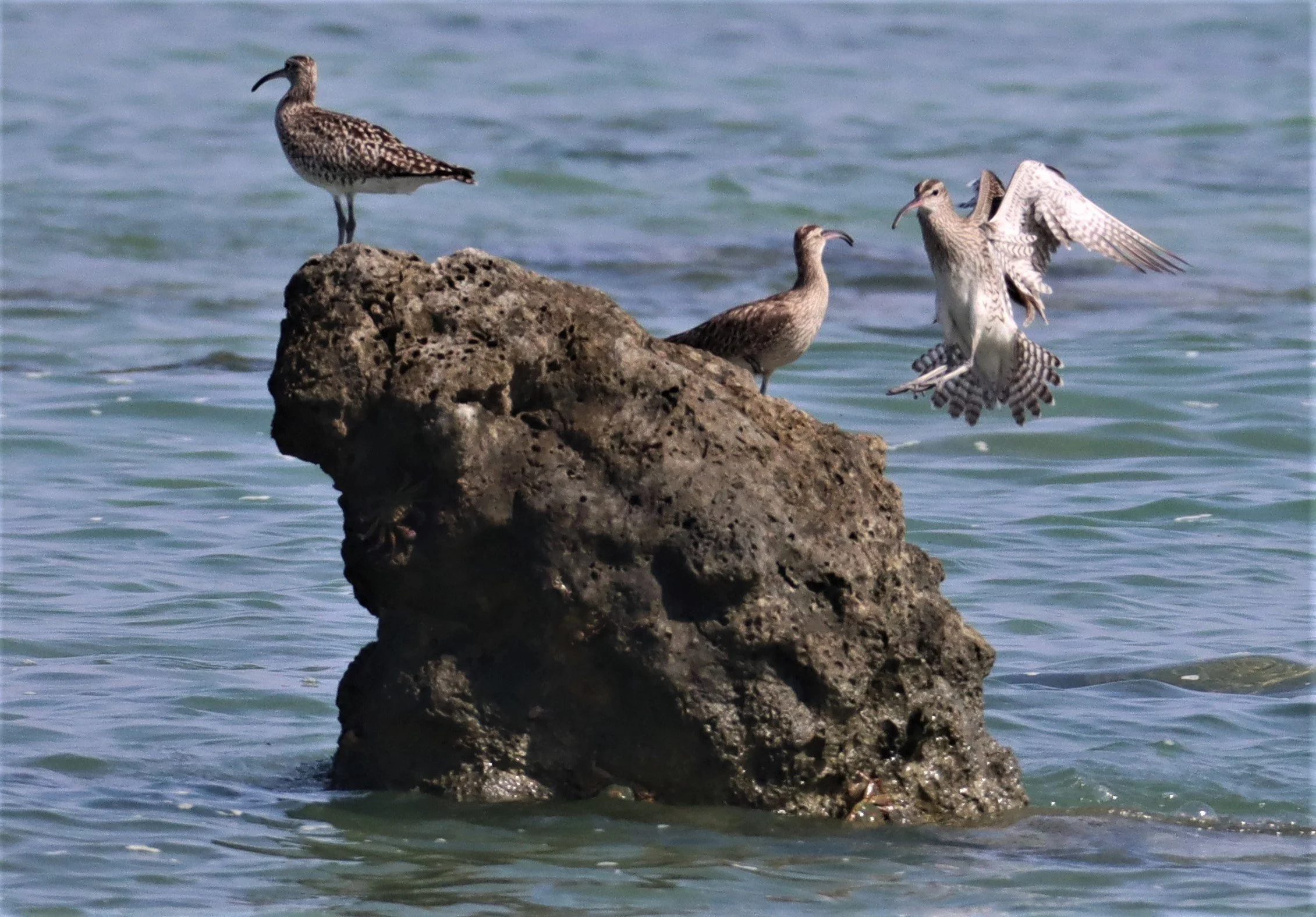WHIMBREL - Numenius phaeopus - LAEM PAKARAM  PHANG NGA (42).jpg