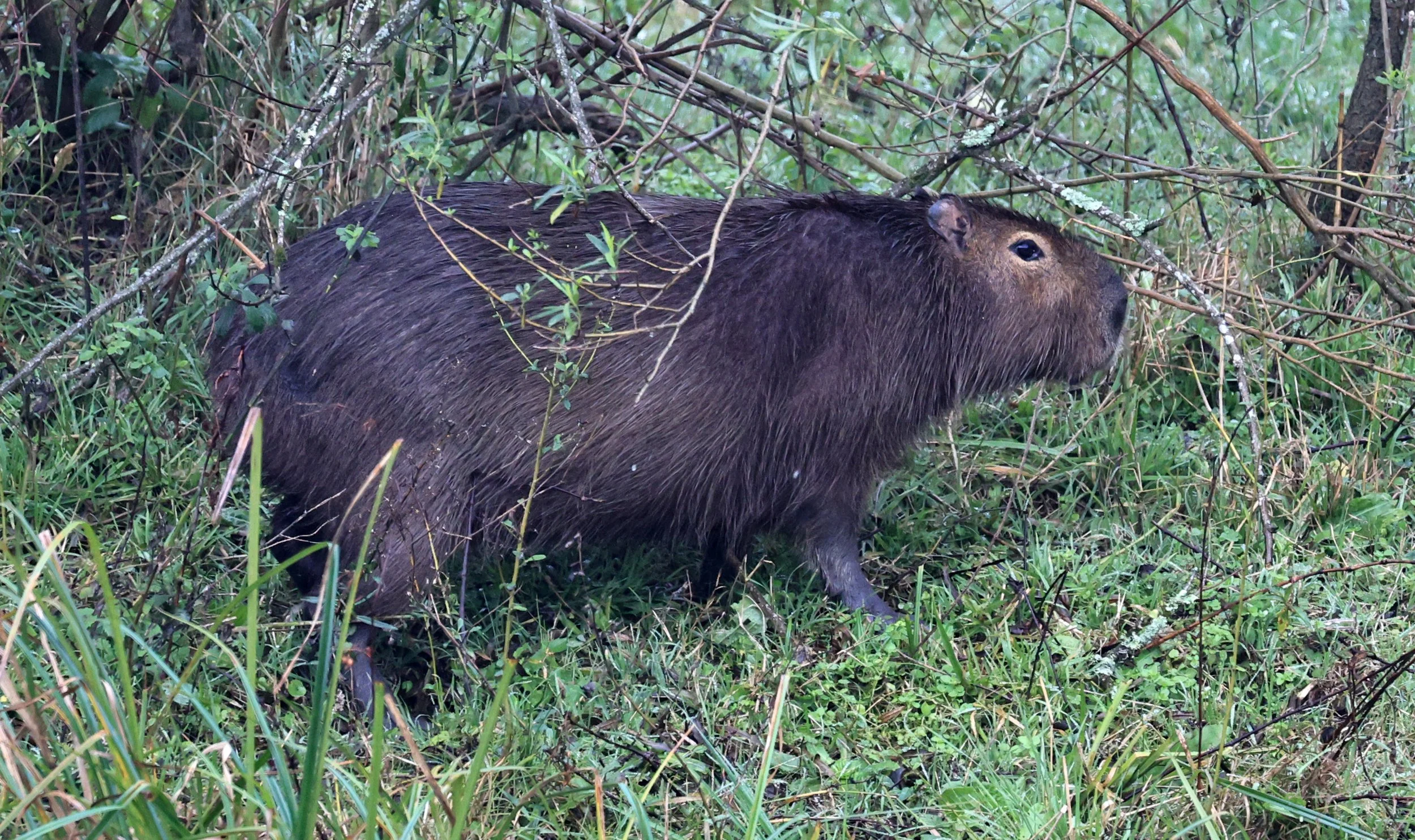 Capybara (Hydrochoerus hydrochaeris) Reserva Natural Ceibas, Entre Rios, Argentina (7).jpg