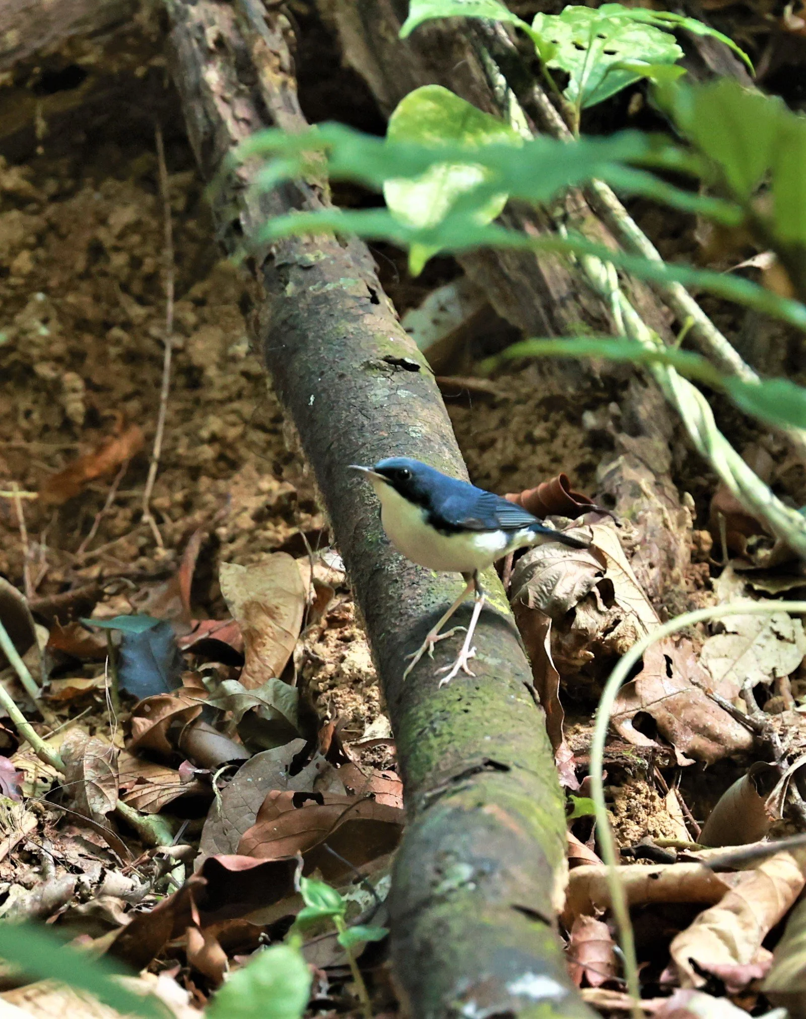 ROBIN - SIBERIAN BLUE ROBIN - Luscinia cyane - Si Phang Nga National Park, Thailand Feb 18-19, 2023 (3).jpg