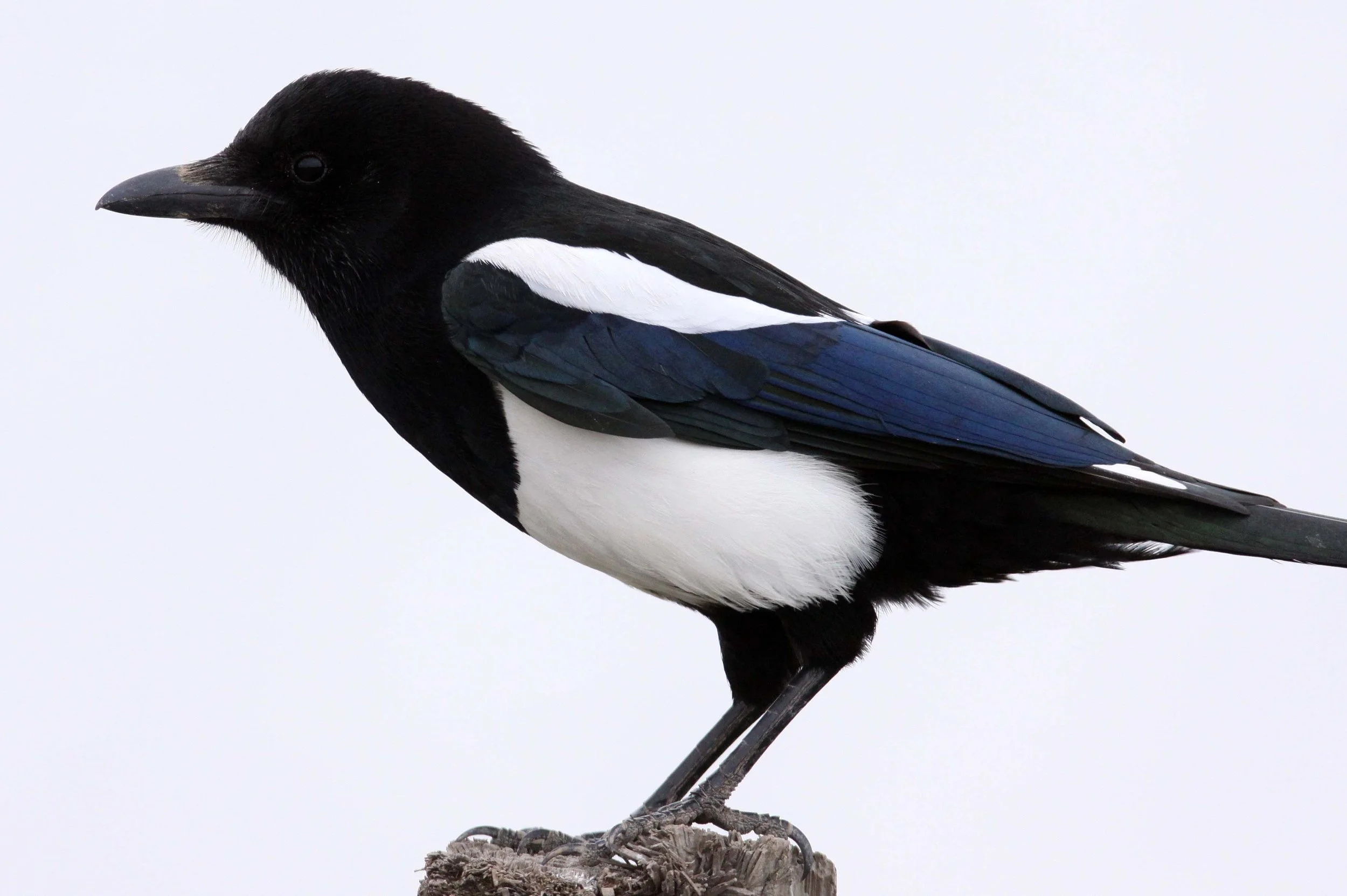 BIRD - MAGPIE - COMMON BLACK-BILLED MAGPIE- YANCHENG CHINA (1).JPG