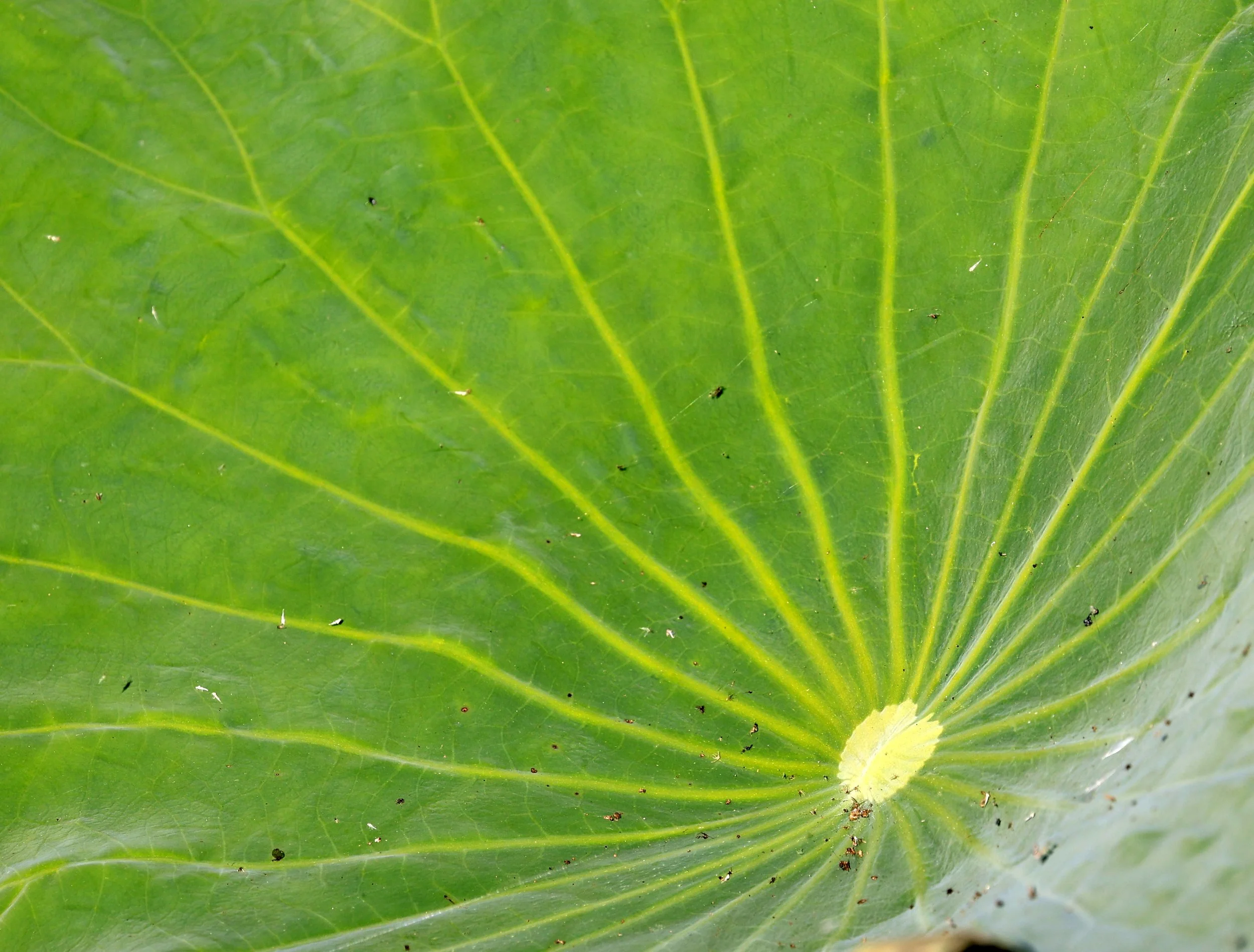 Nong Han Lake & Wetland - Sakon Nakhon Province (42).jpg
