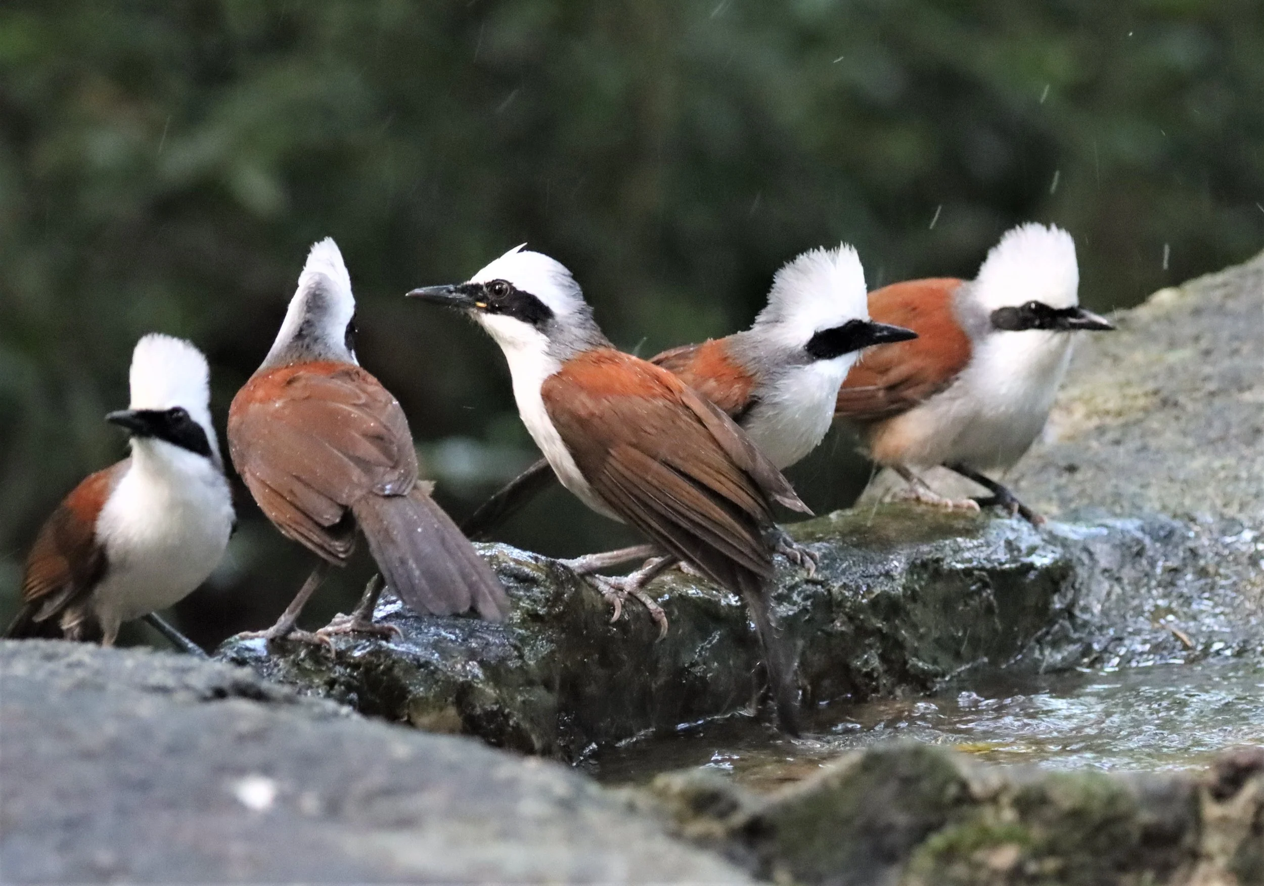 LAUGHINGTHRUSH - WHITE-CRESTED LAUGHINGTHRUSH - Garrulax leucolophus - WAT THAM PRATHUN CHONBURI (48).jpg