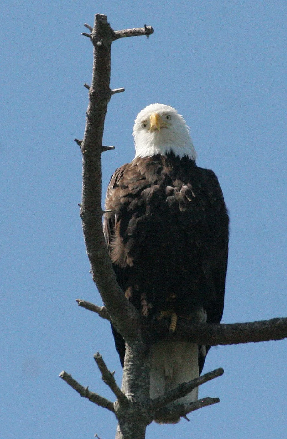 BIRD - EAGLE - BALD EAGLE - CLINE SPIT OVERLOOK SEQUIM WA (51).JPG