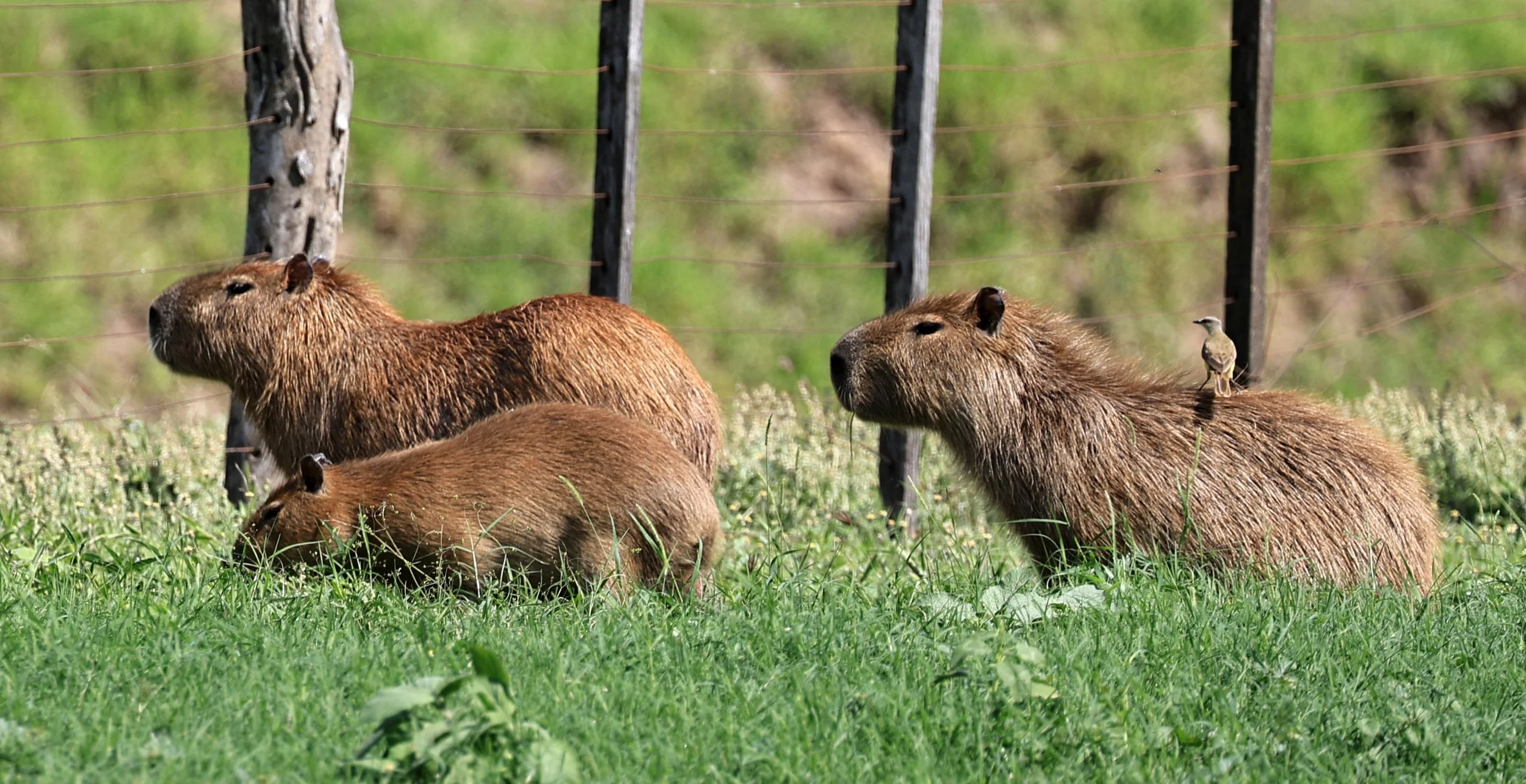 Capybara (Hydrochoerus hydrochaeris) Loma Plata Paraguay - Brunnen Strasse (6).jpg